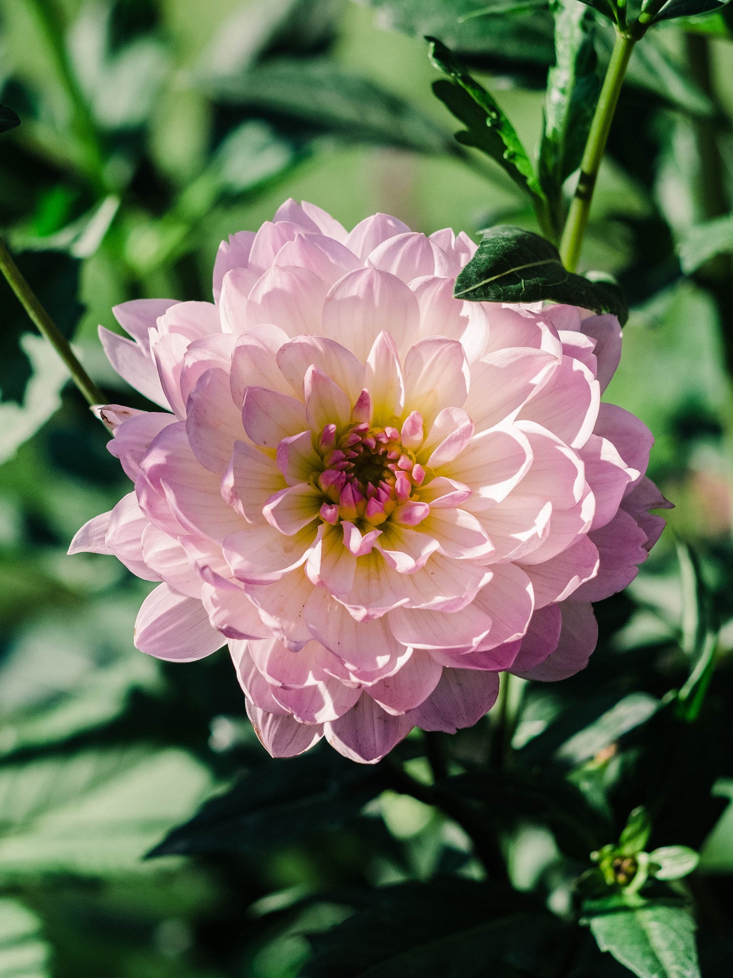 Dahlia bloom