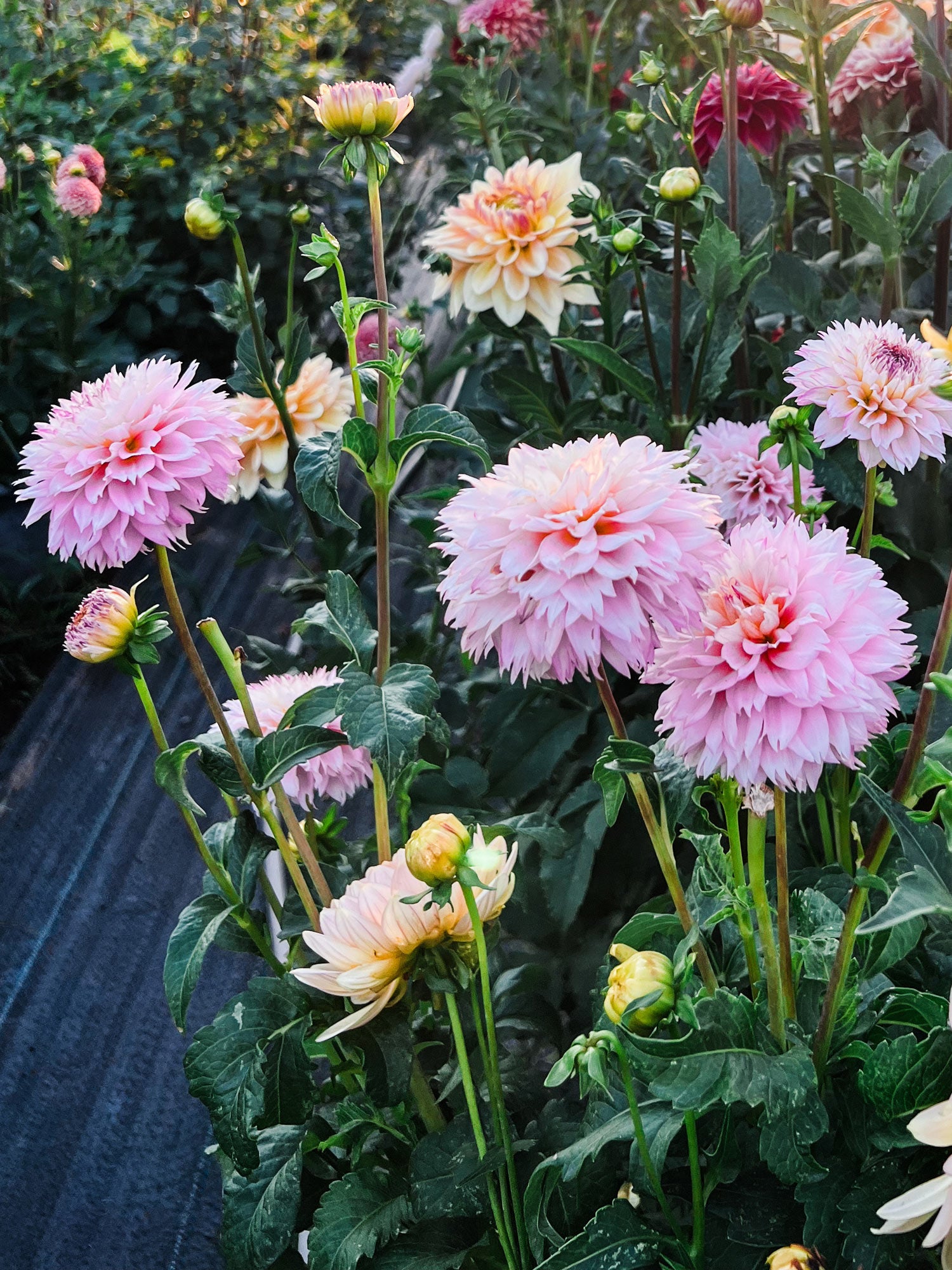 Dahlia bloom
