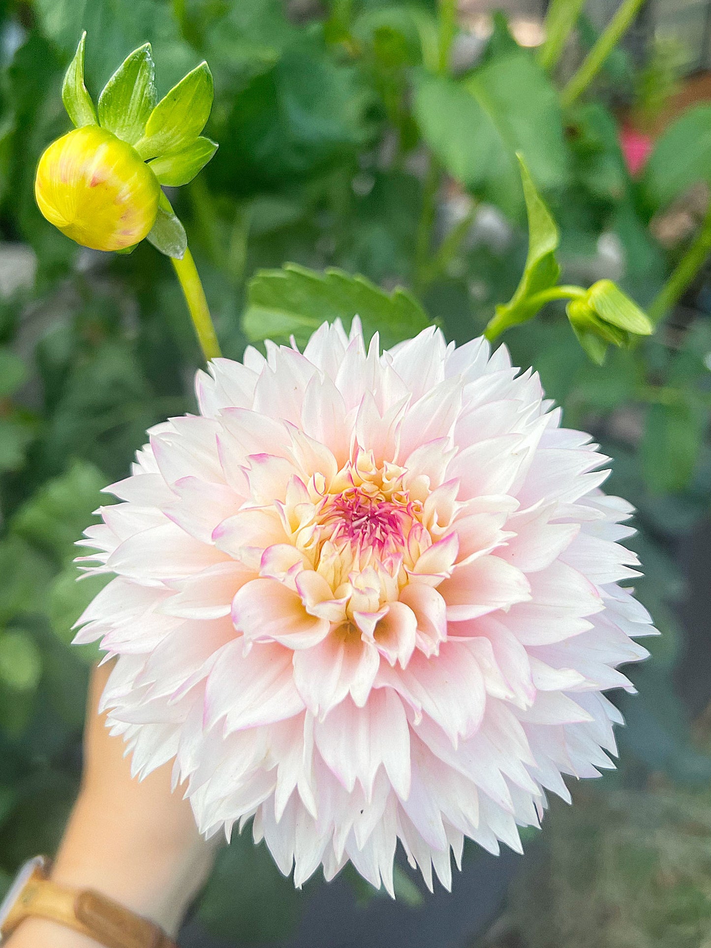 Dahlia bloom