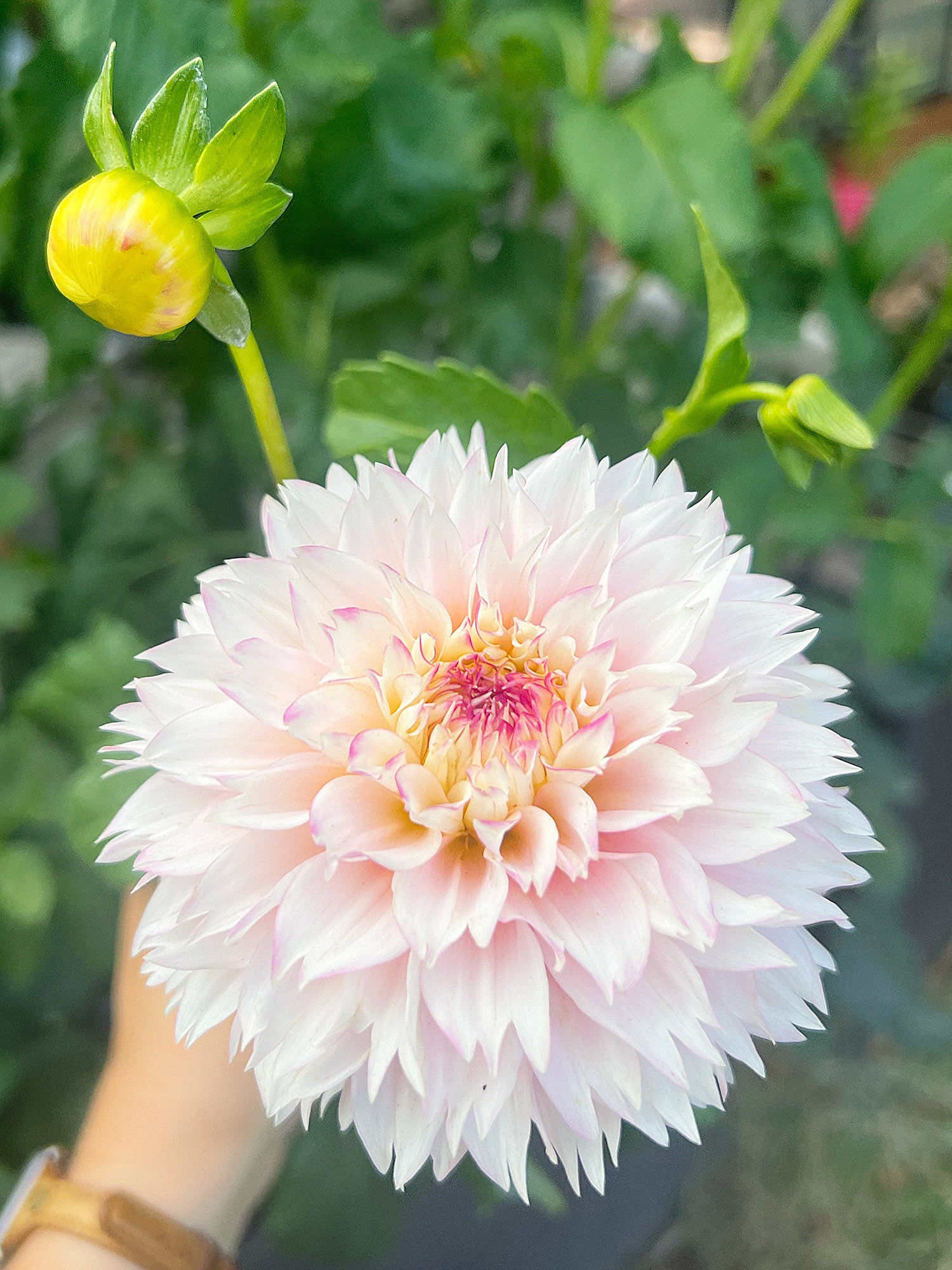 Dahlia bloom