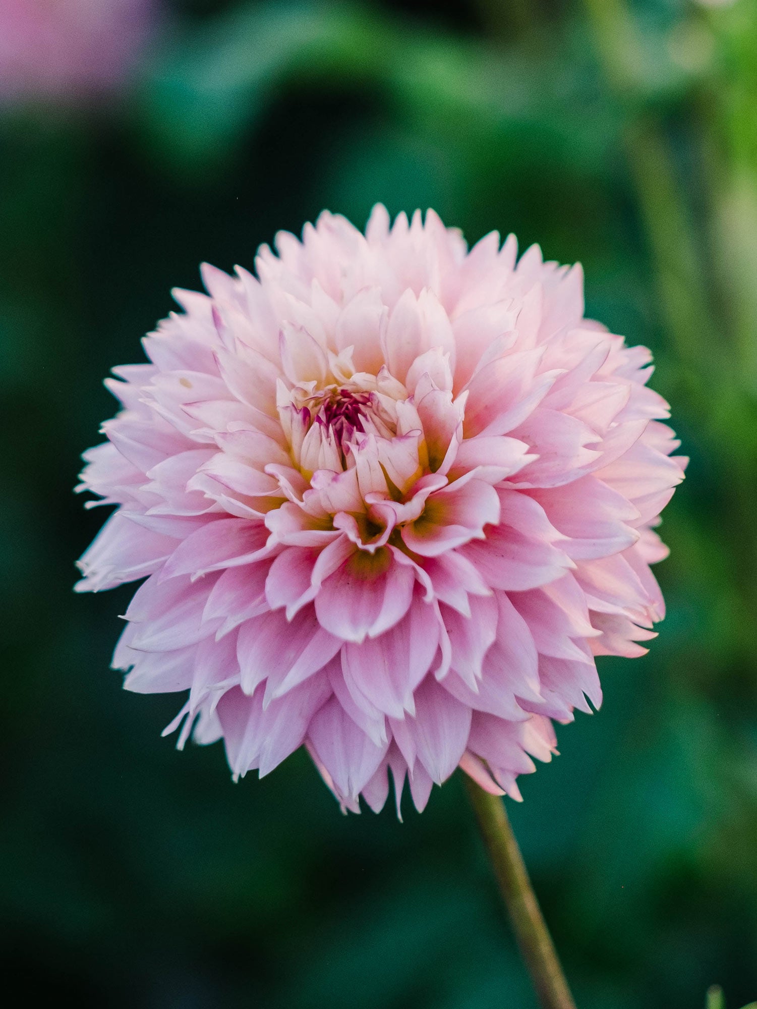 Dahlia bloom