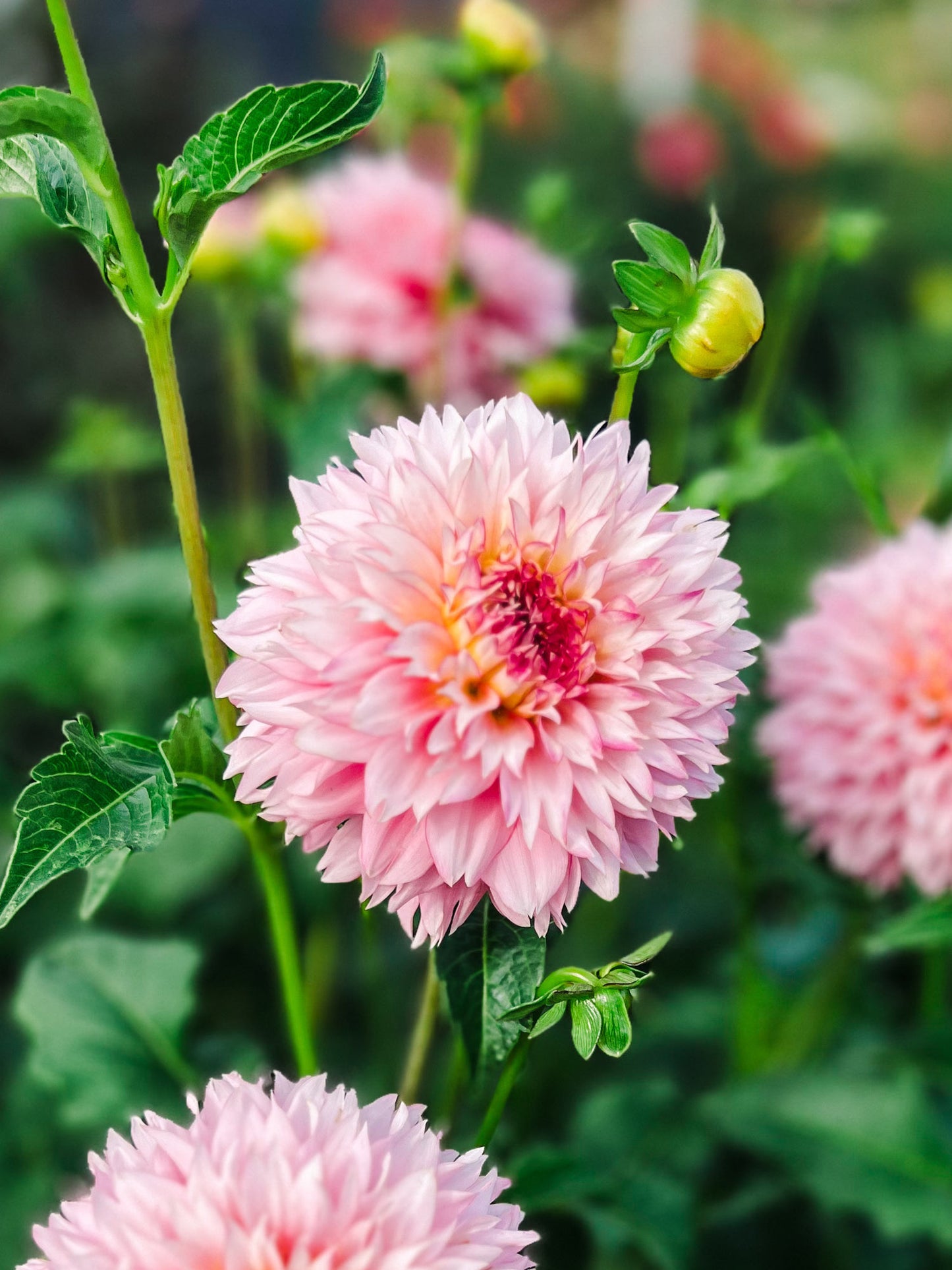 Dahlia bloom