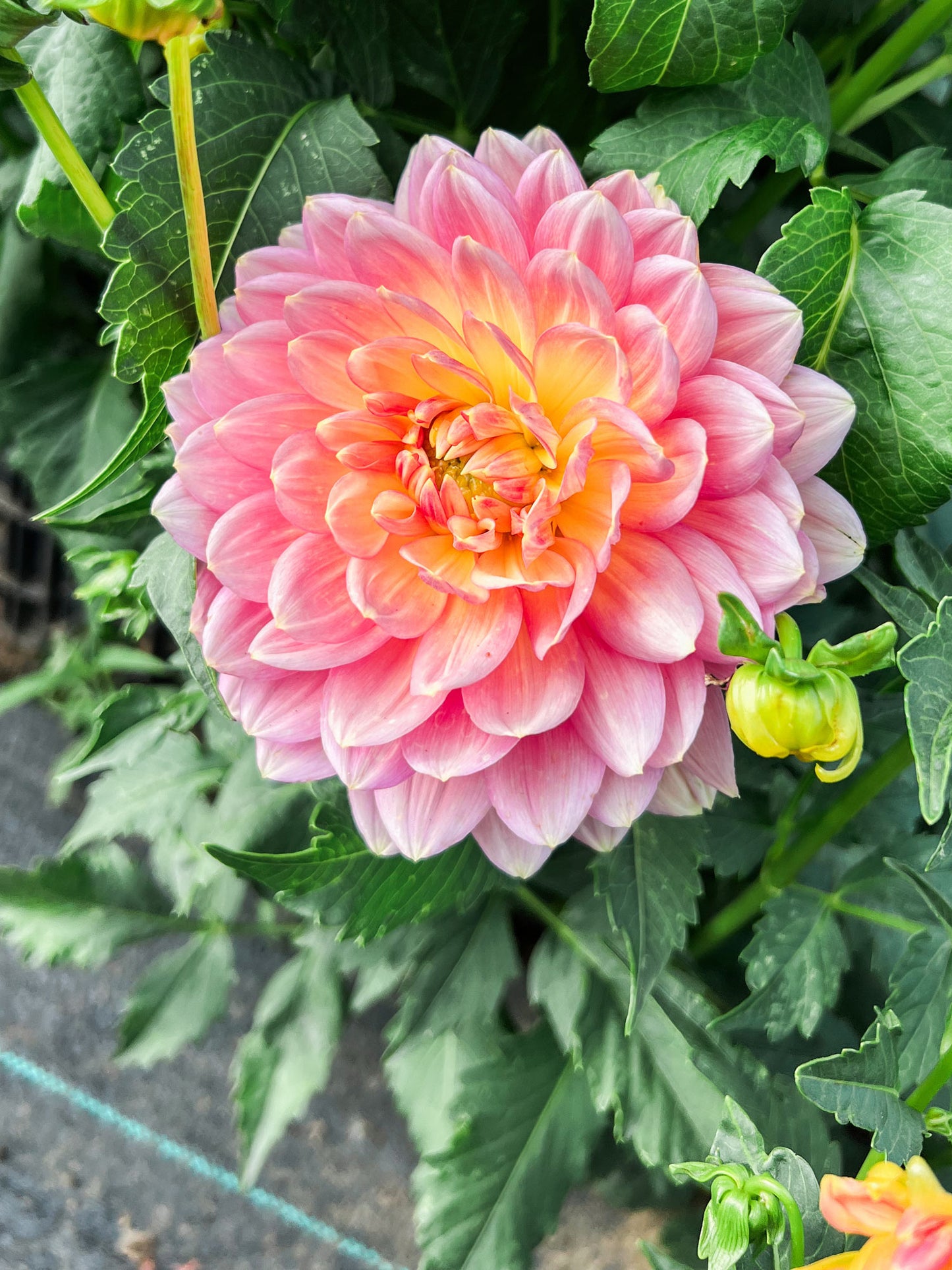 Dahlia bloom