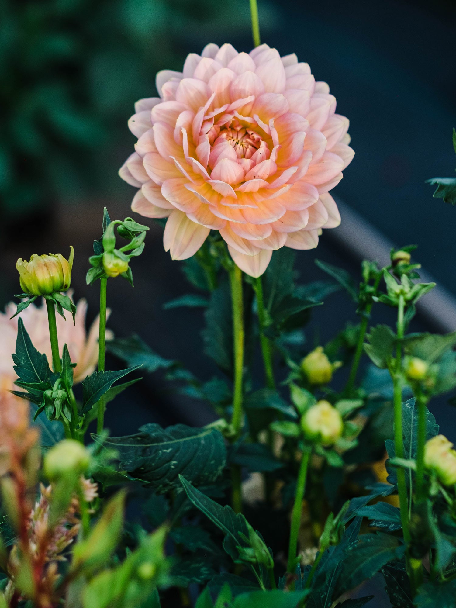 Dahlia bloom