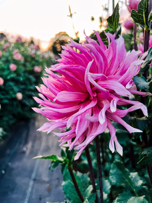 Dahlia bloom