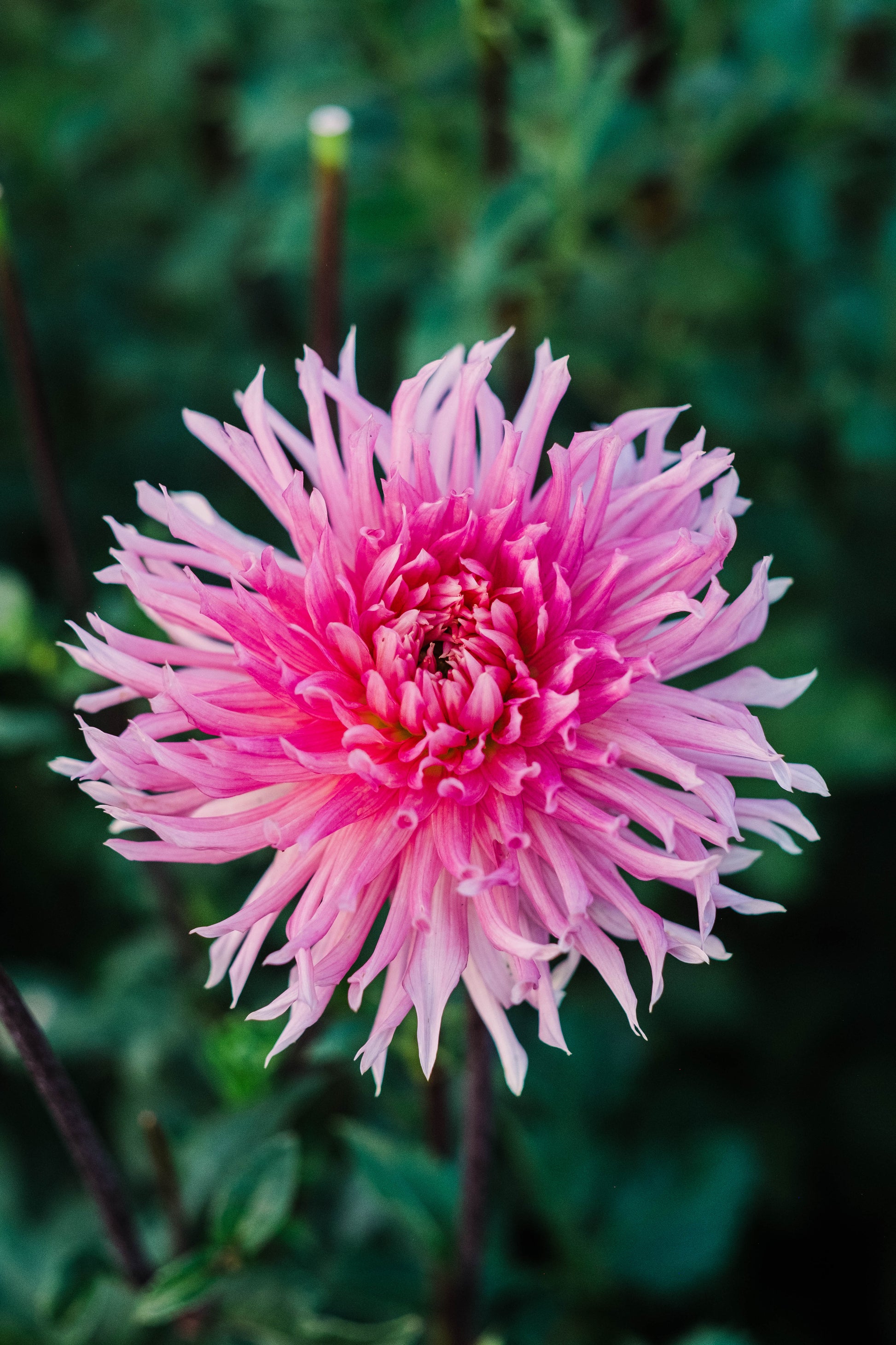 Dahlia bloom