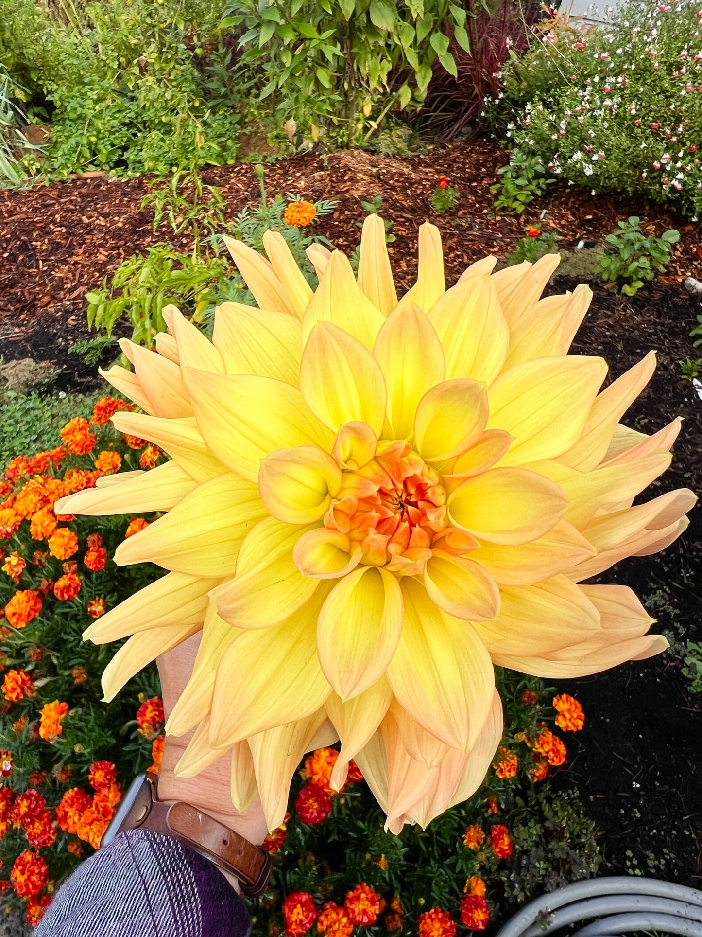 Dahlia bloom