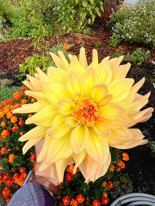 Dahlia bloom