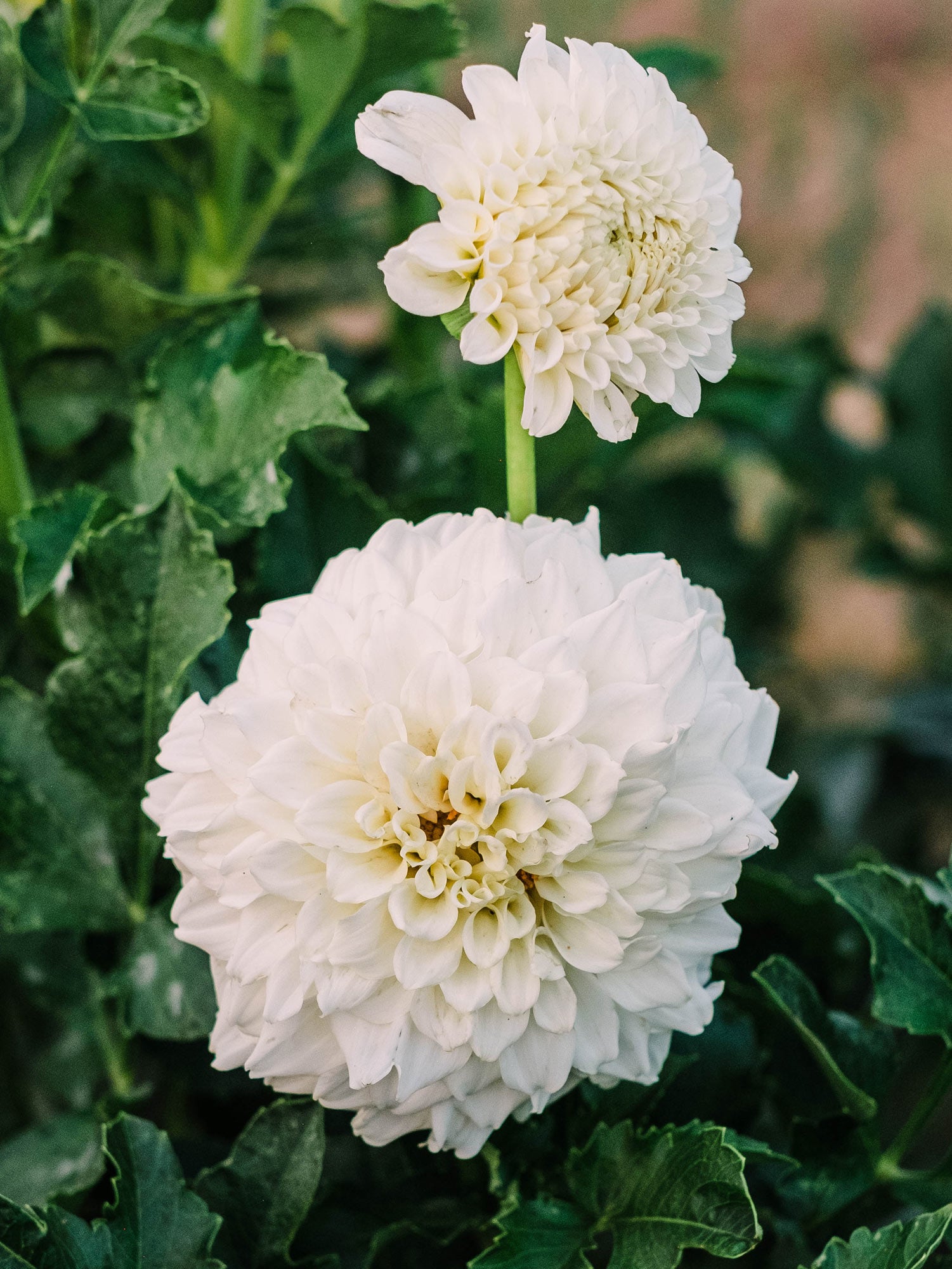 Dahlia bloom