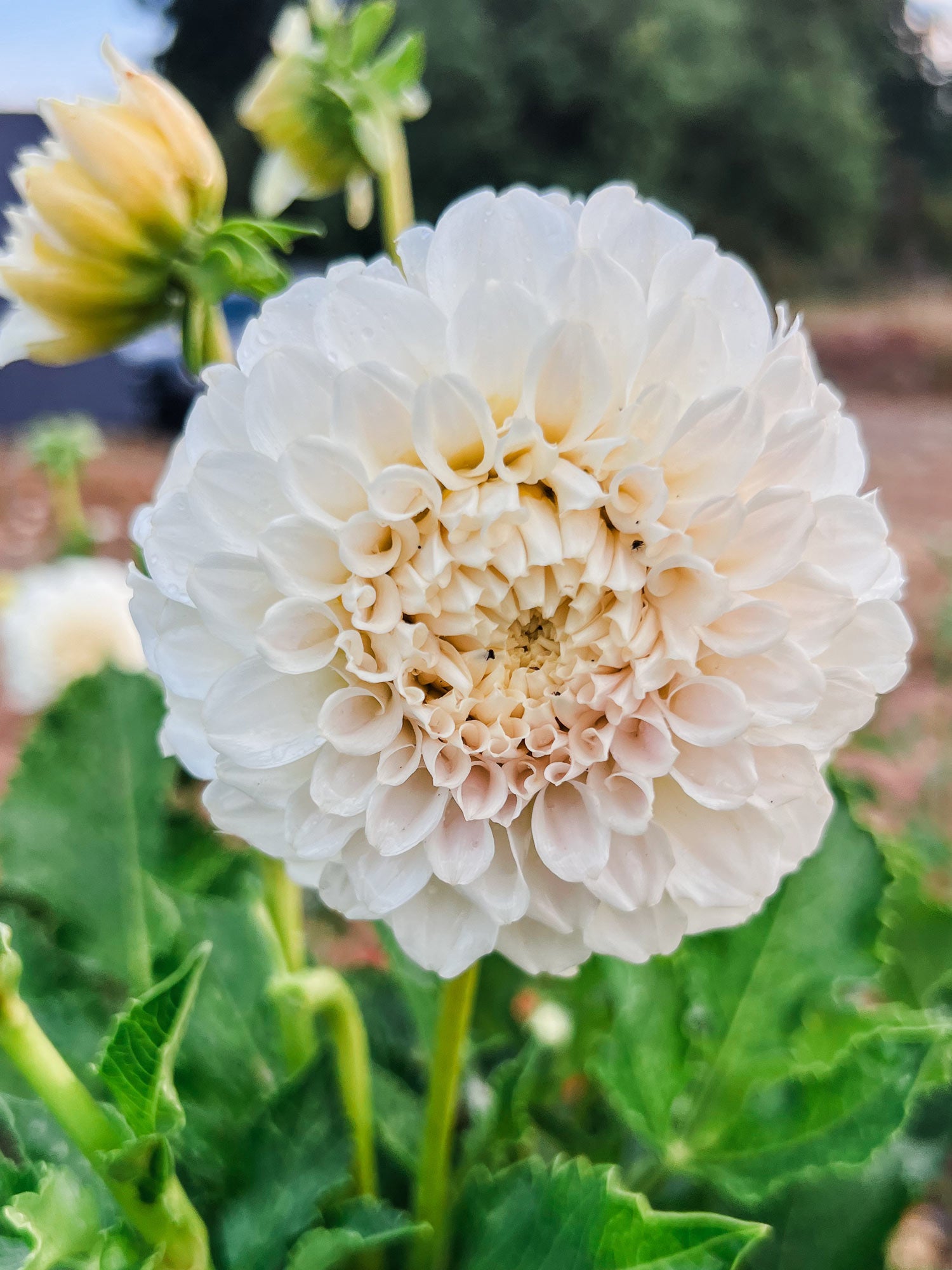 Dahlia bloom