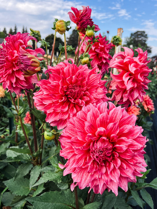 Dahlia bloom