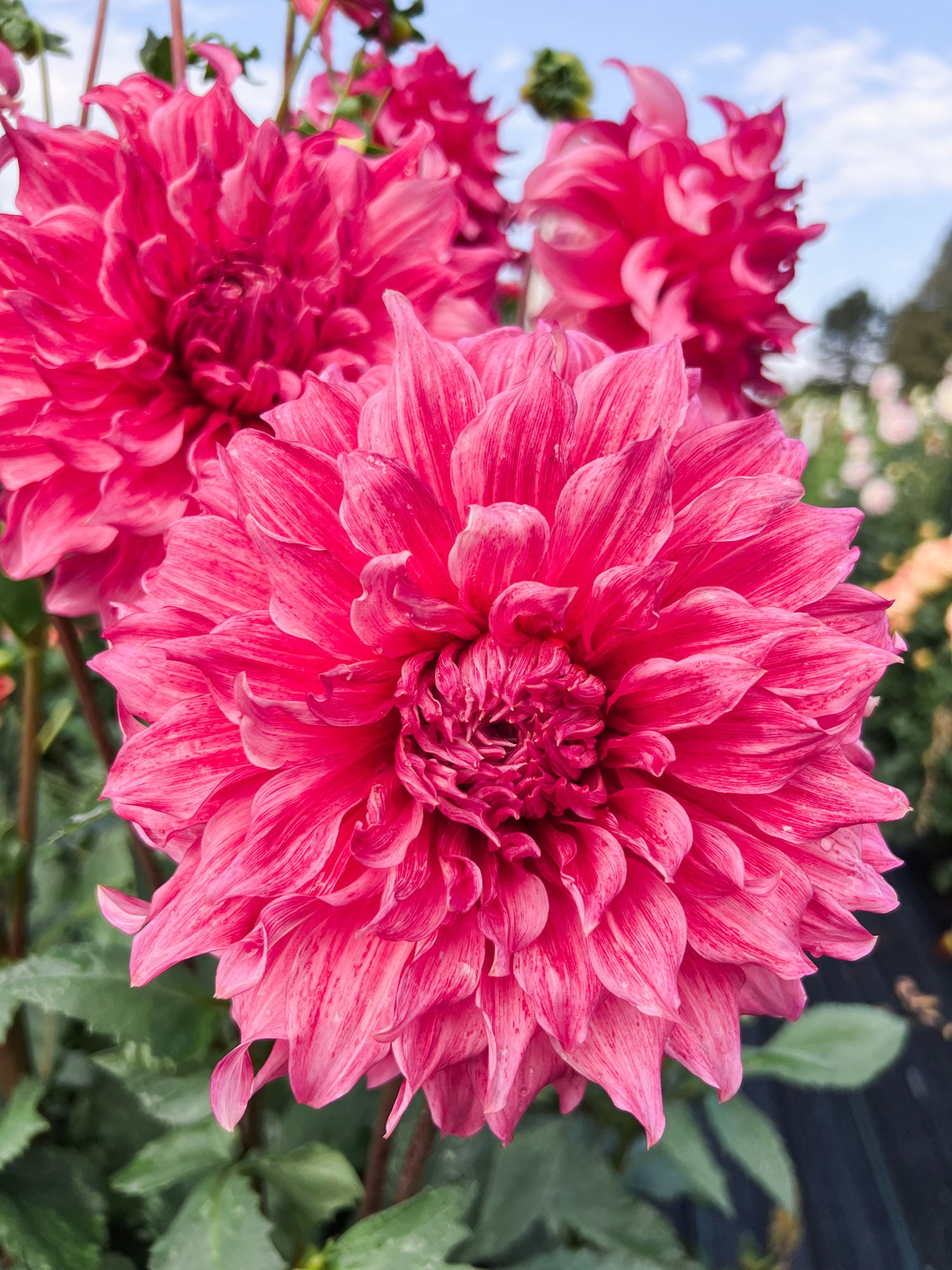 Dahlia bloom