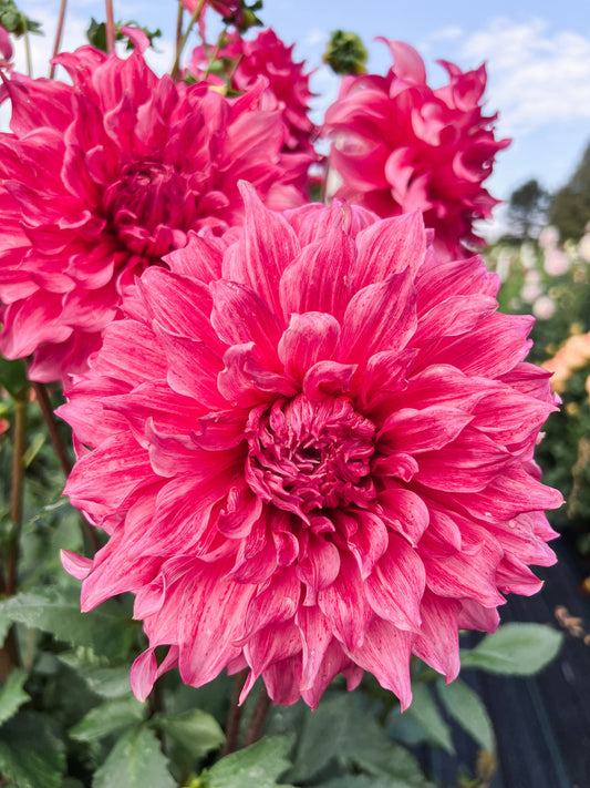 Dahlia bloom