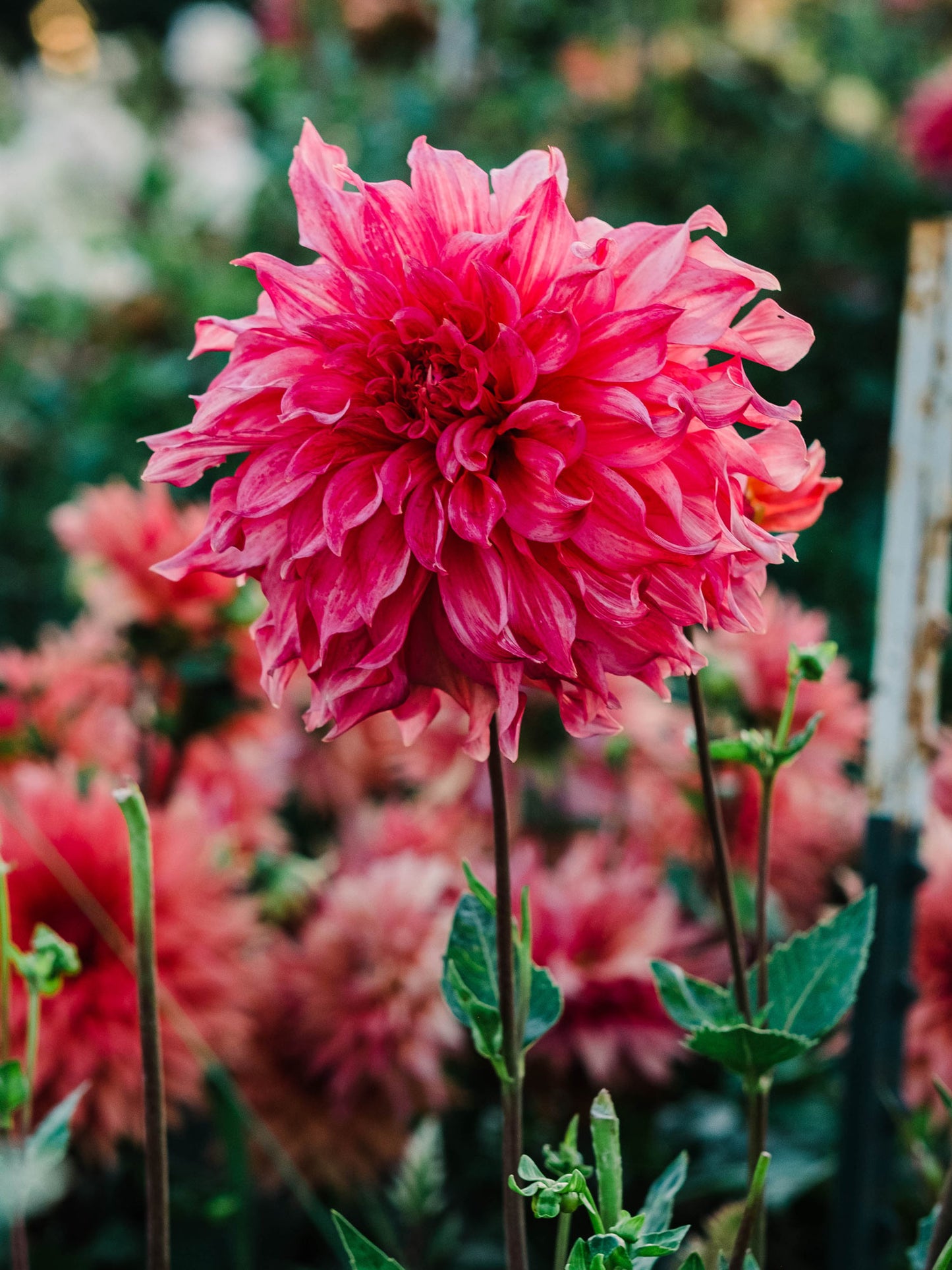 Dahlia bloom