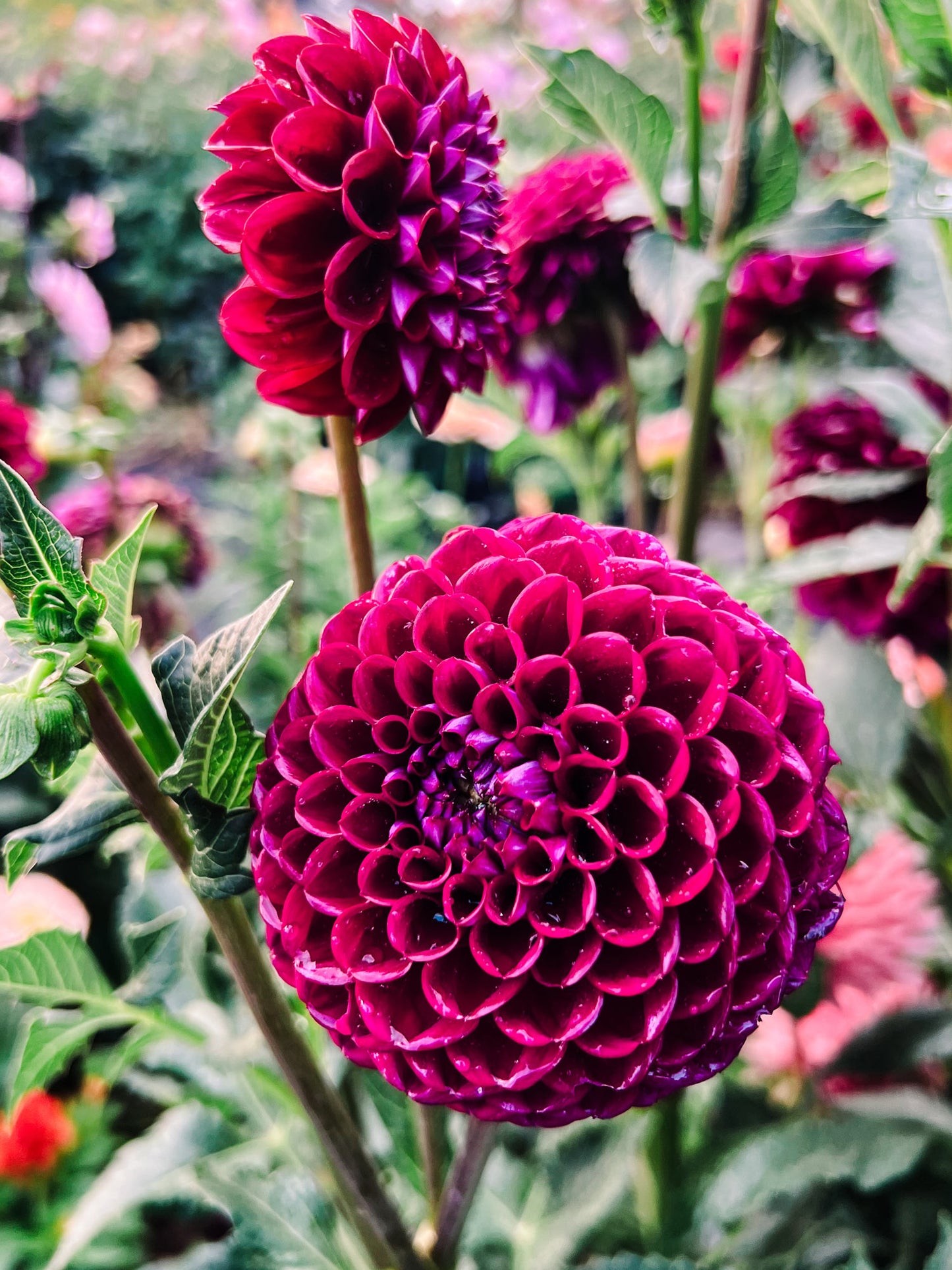 Dahlia bloom