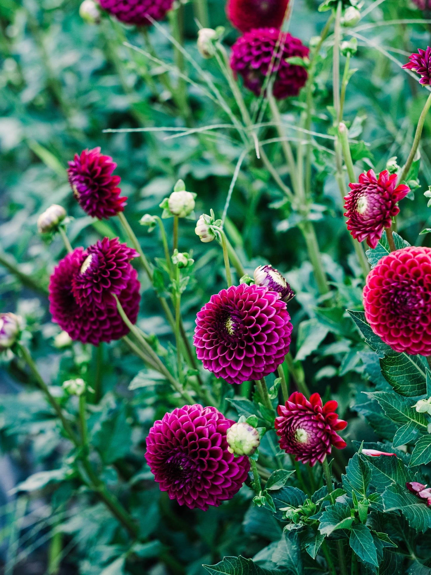 Dahlia bloom