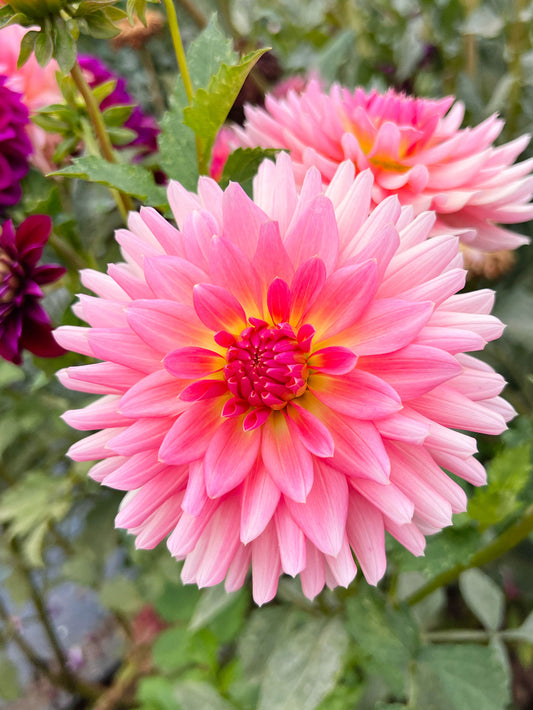 Dahlia bloom