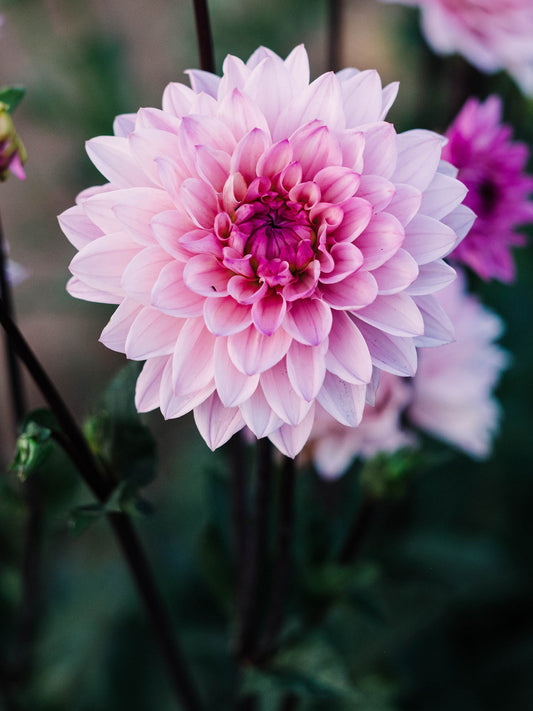 Dahlia bloom