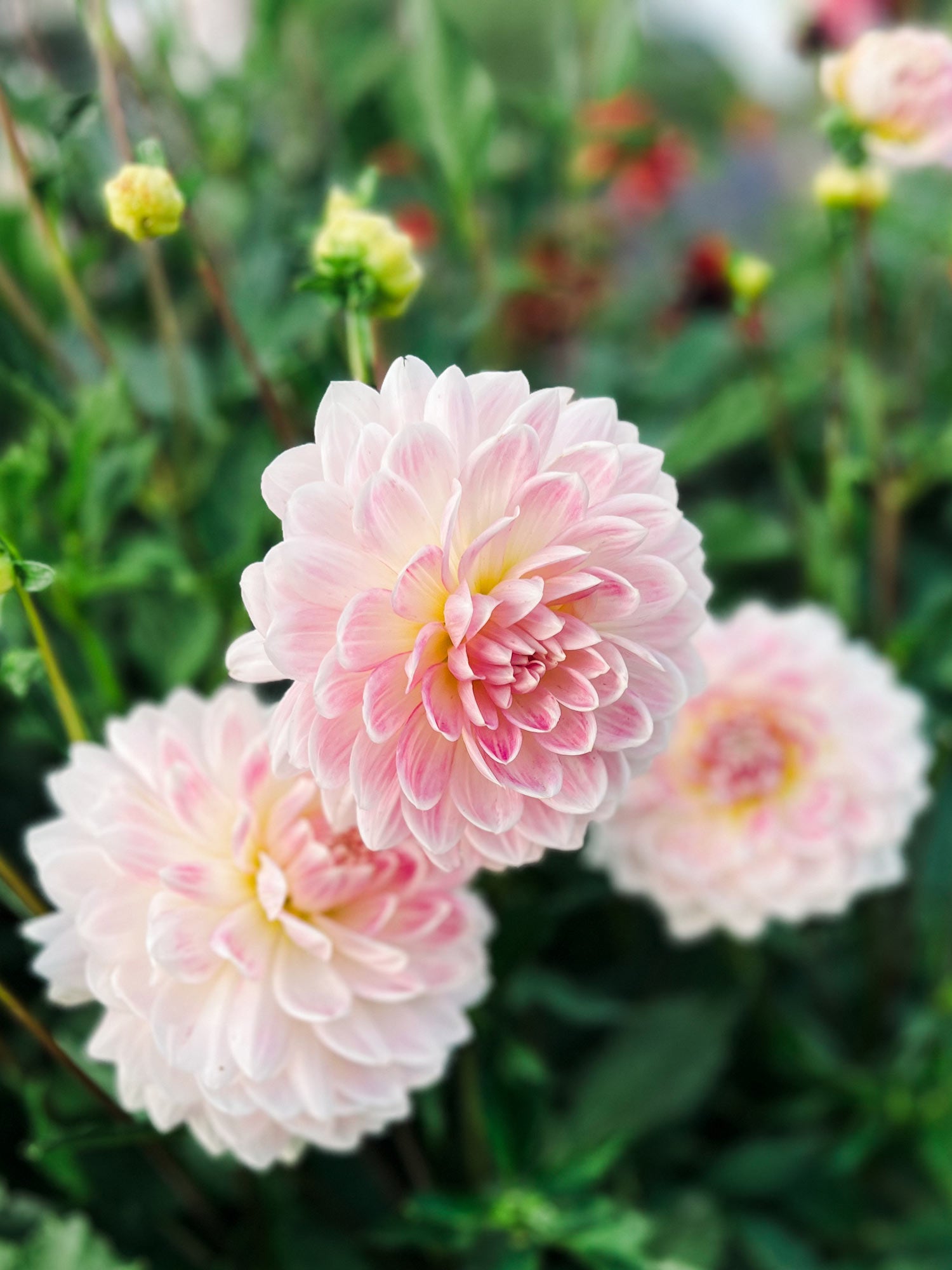Dahlia bloom
