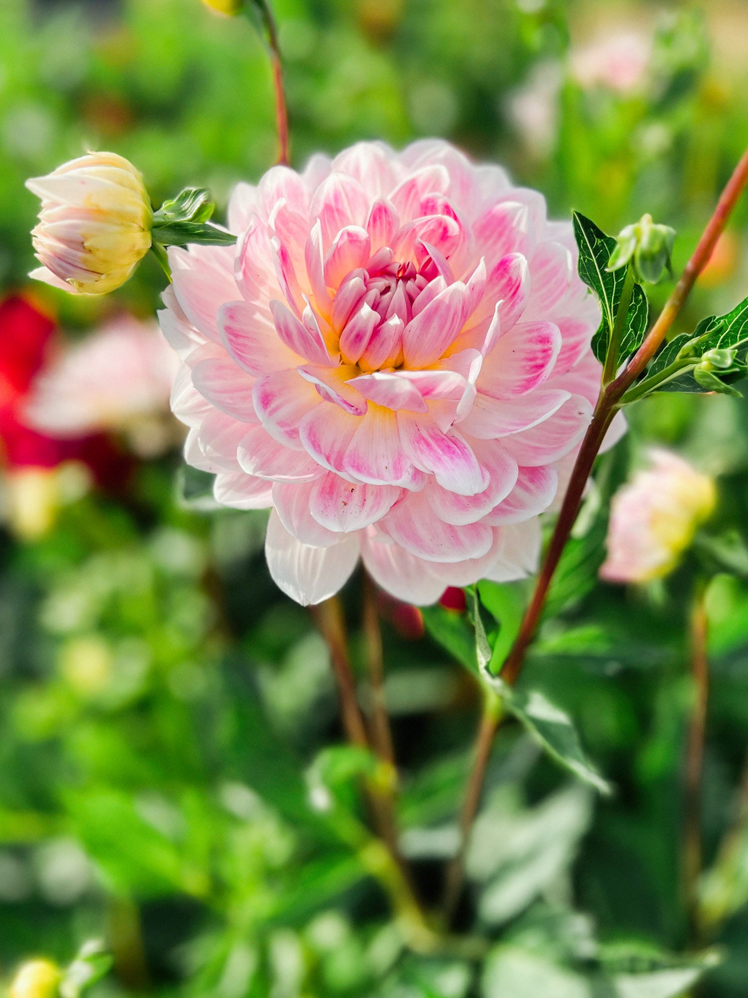 Dahlia bloom