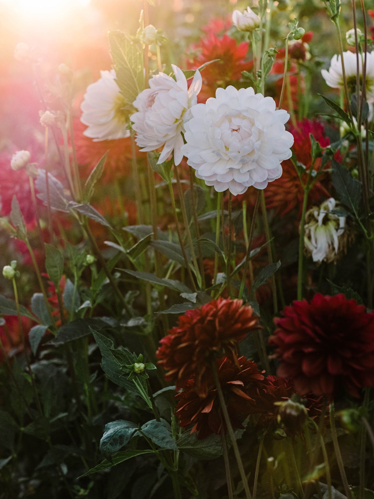 Dahlia bloom