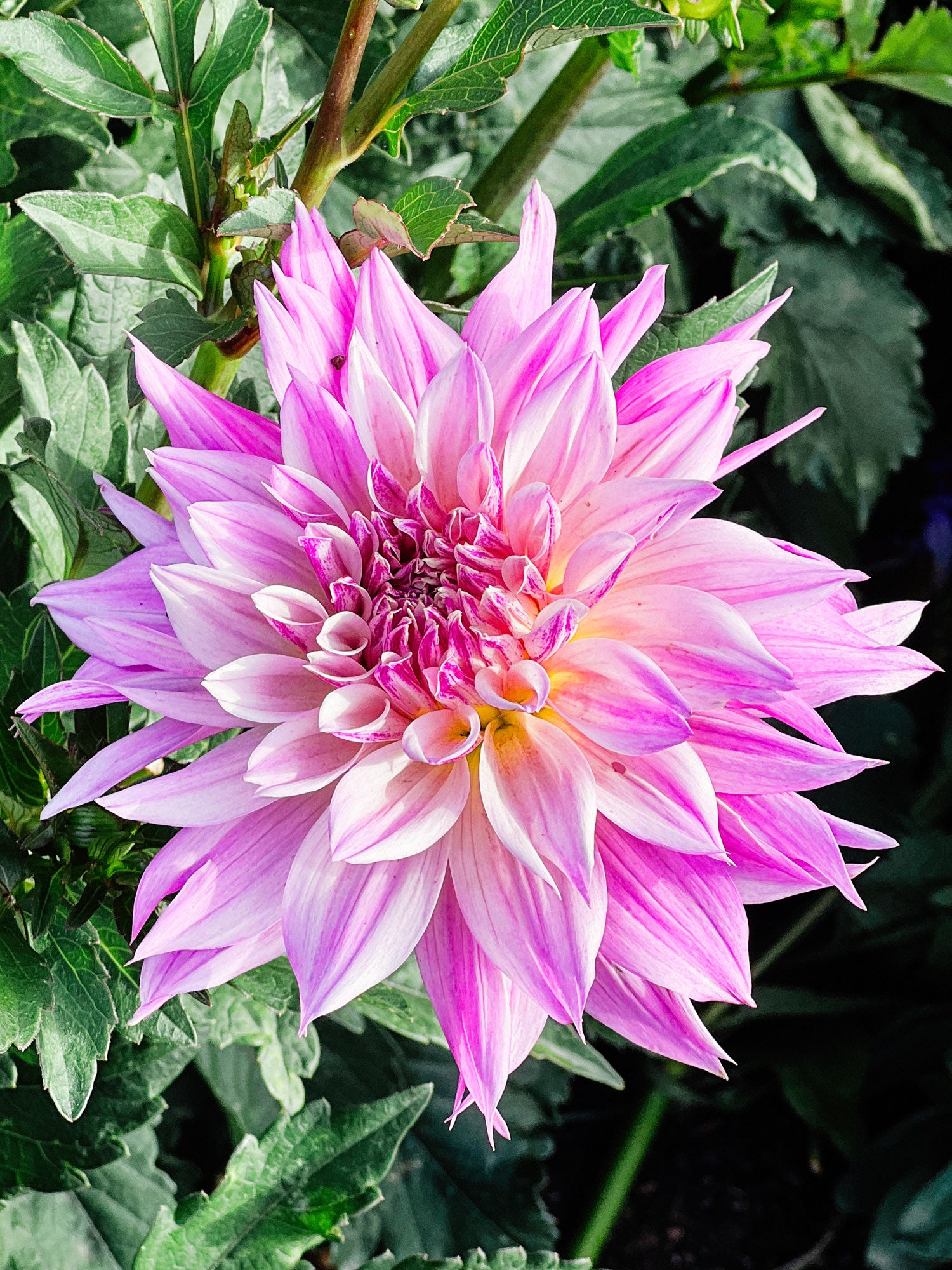 Dahlia bloom