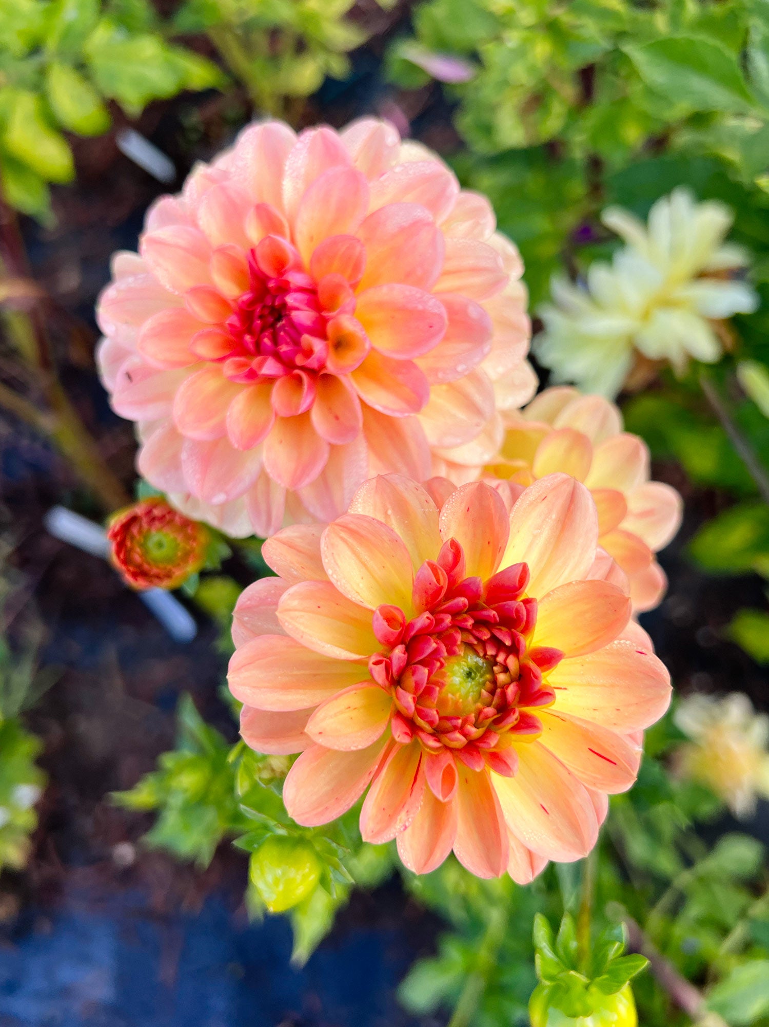Dahlia bloom