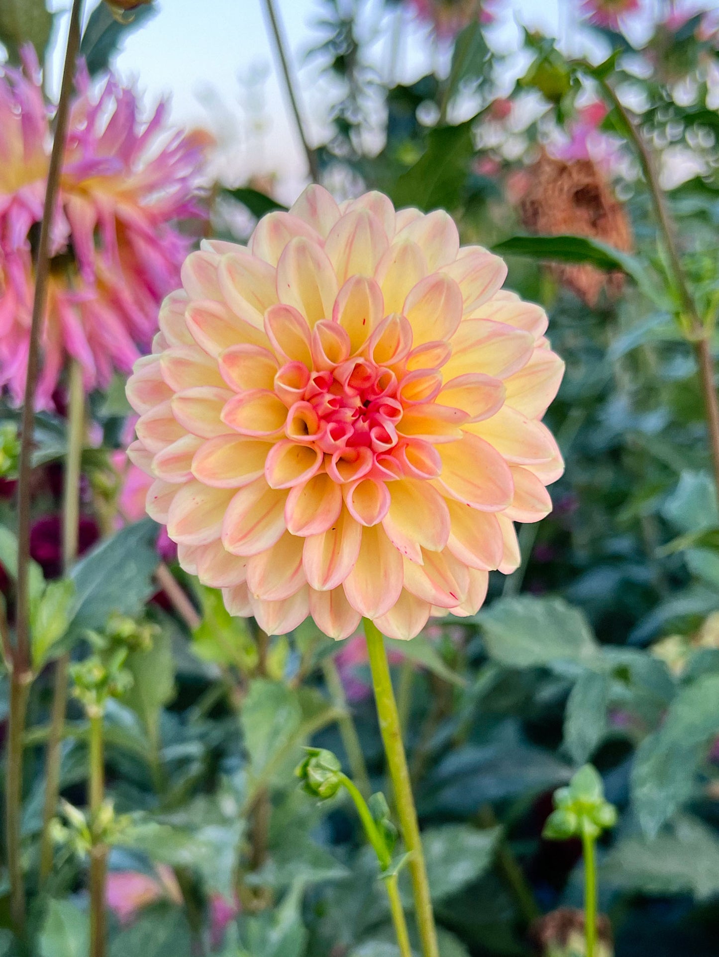 Dahlia bloom