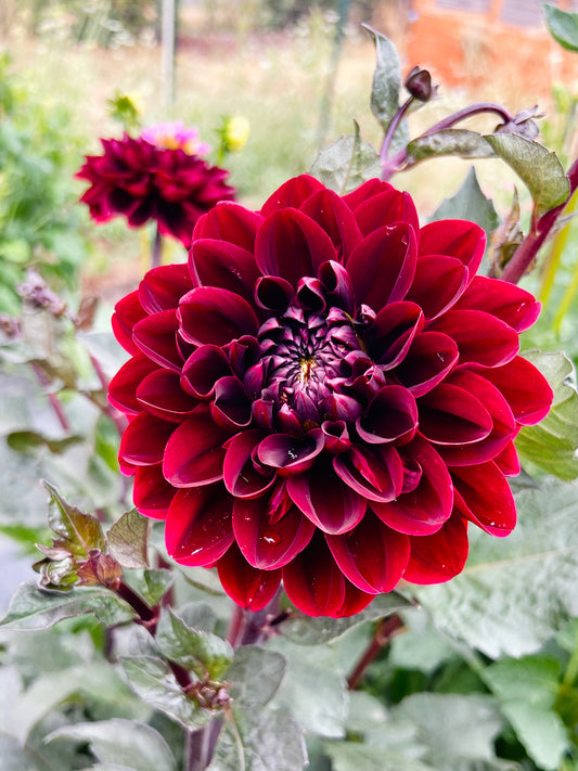 Dahlia bloom