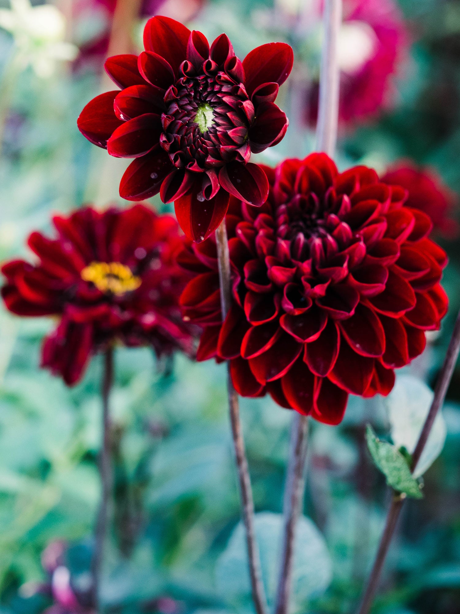 Dahlia bloom