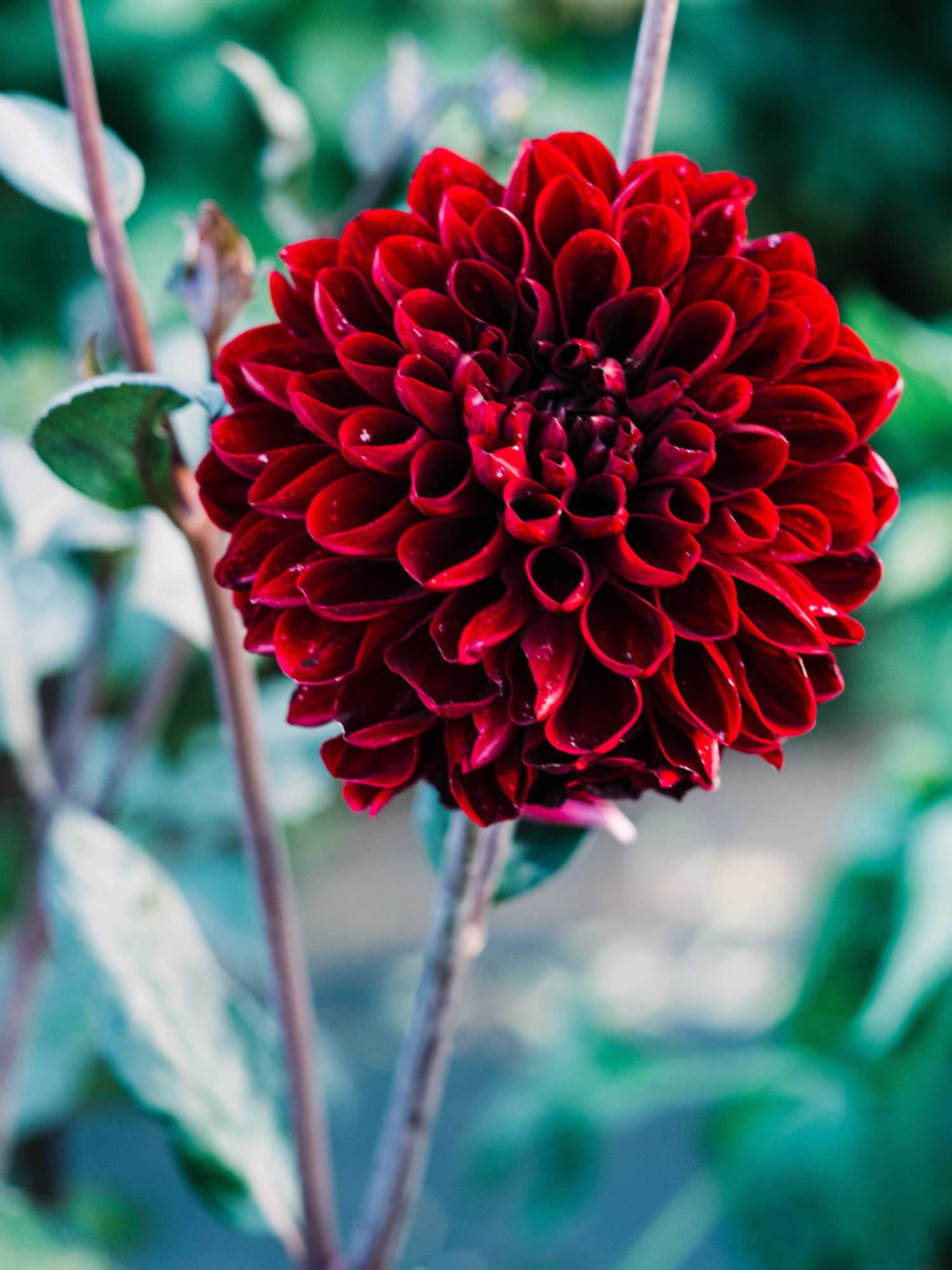 Dahlia bloom