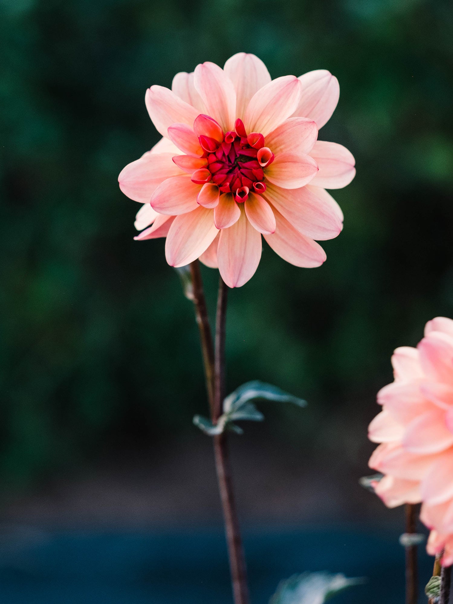 Dahlia bloom