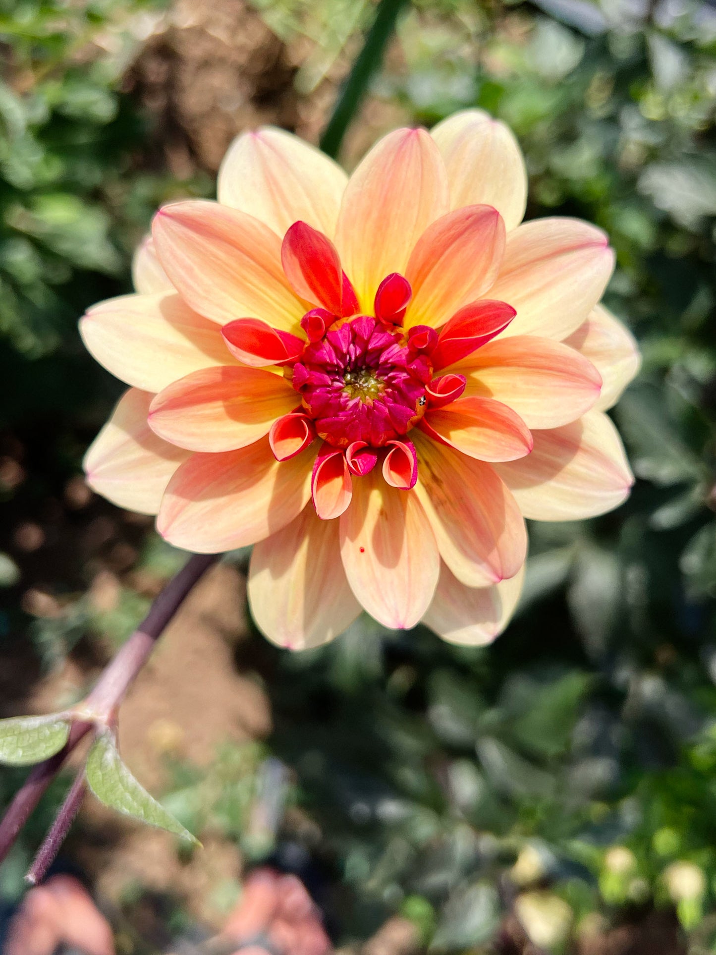 Dahlia bloom
