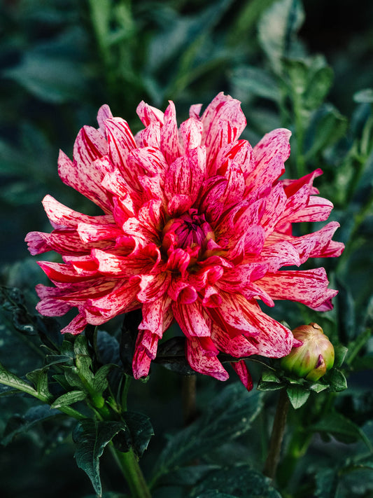 Dahlia bloom