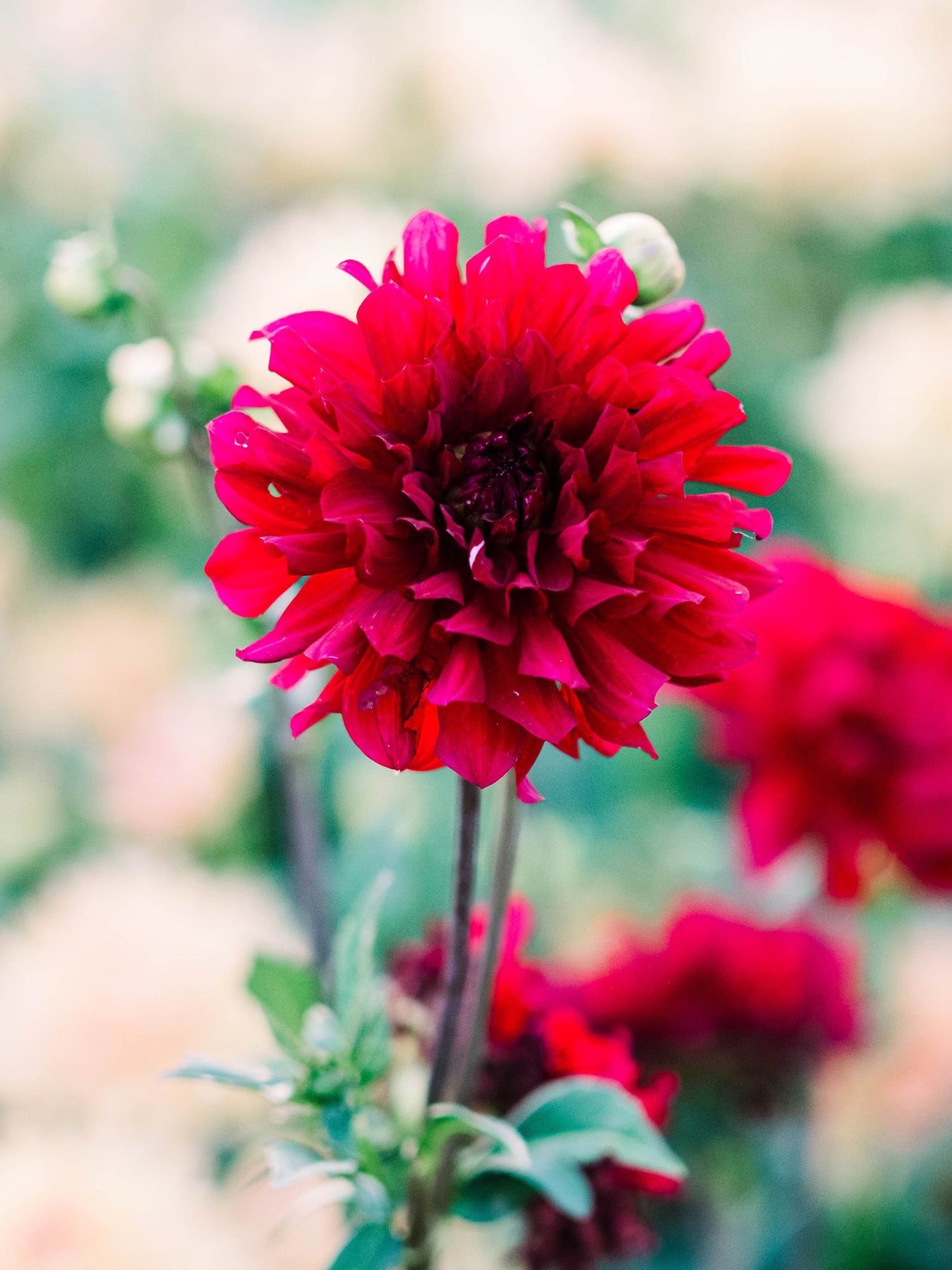 Dahlia bloom