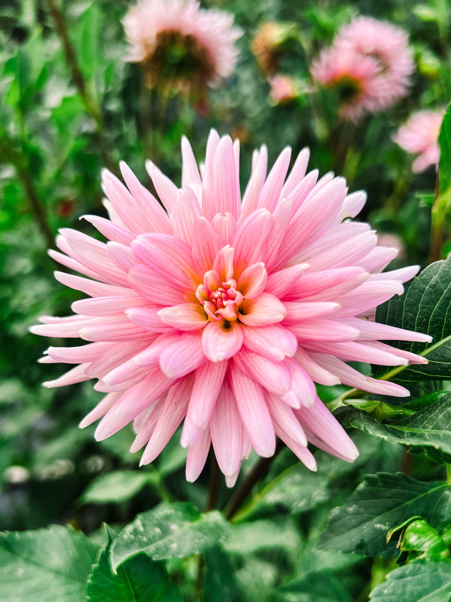 Dahlia bloom