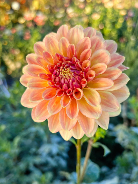 Dahlia bloom