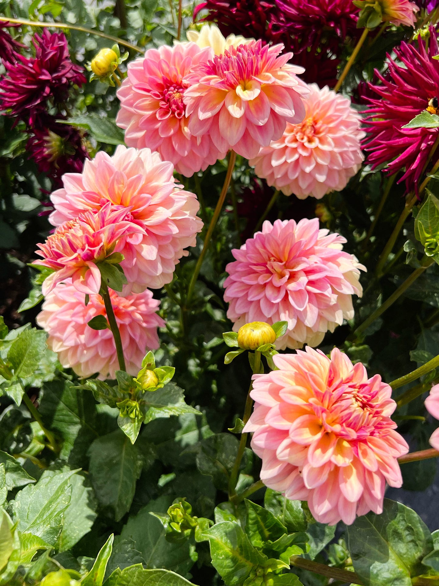 Dahlia bloom