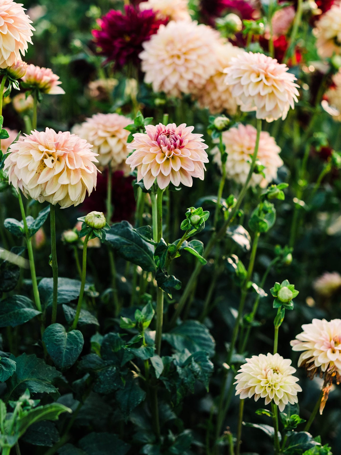 Dahlia bloom