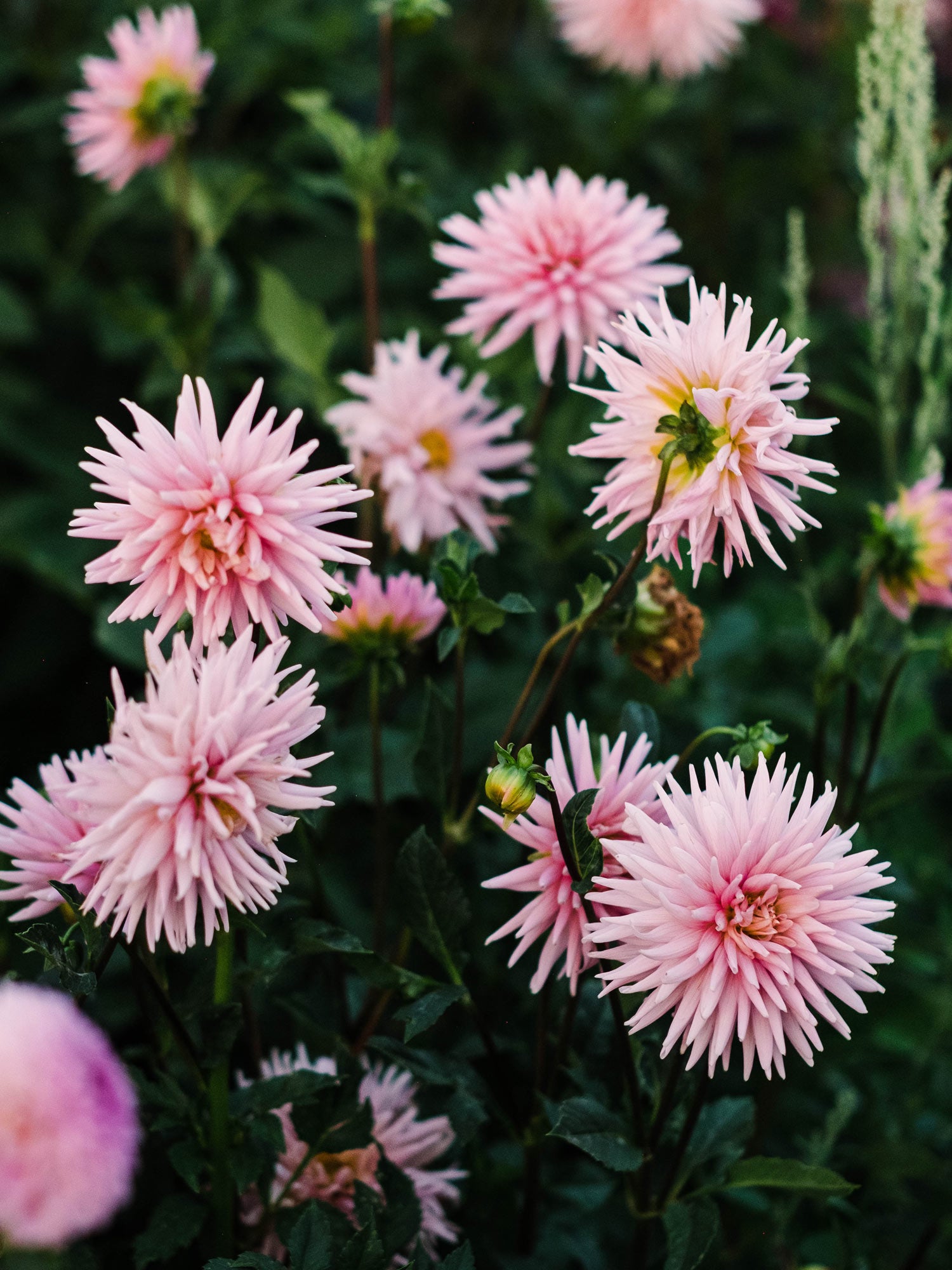 Dahlia bloom
