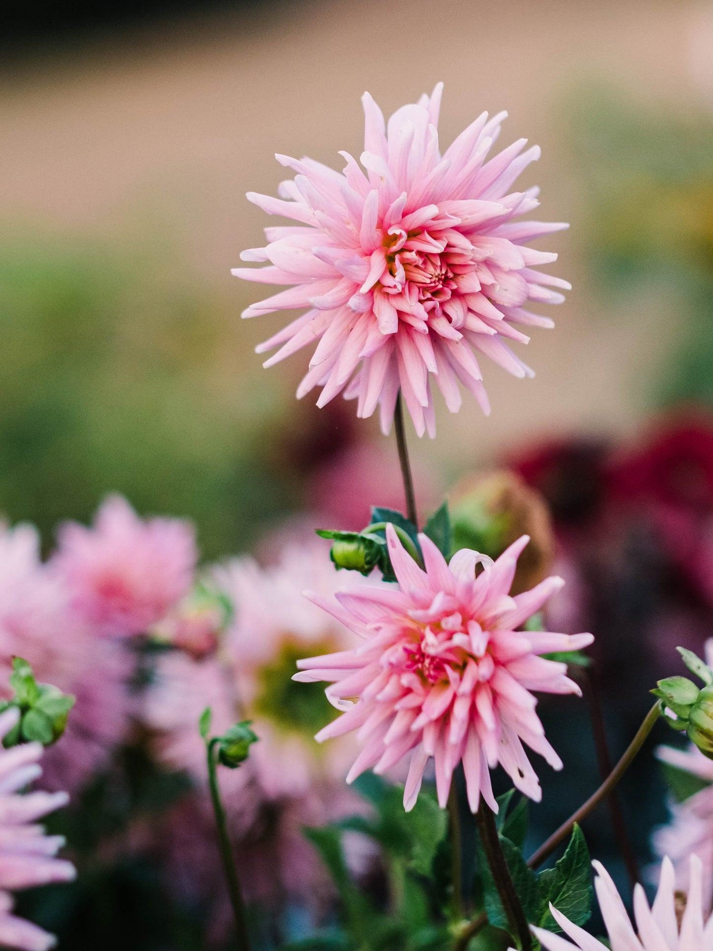 Dahlia bloom