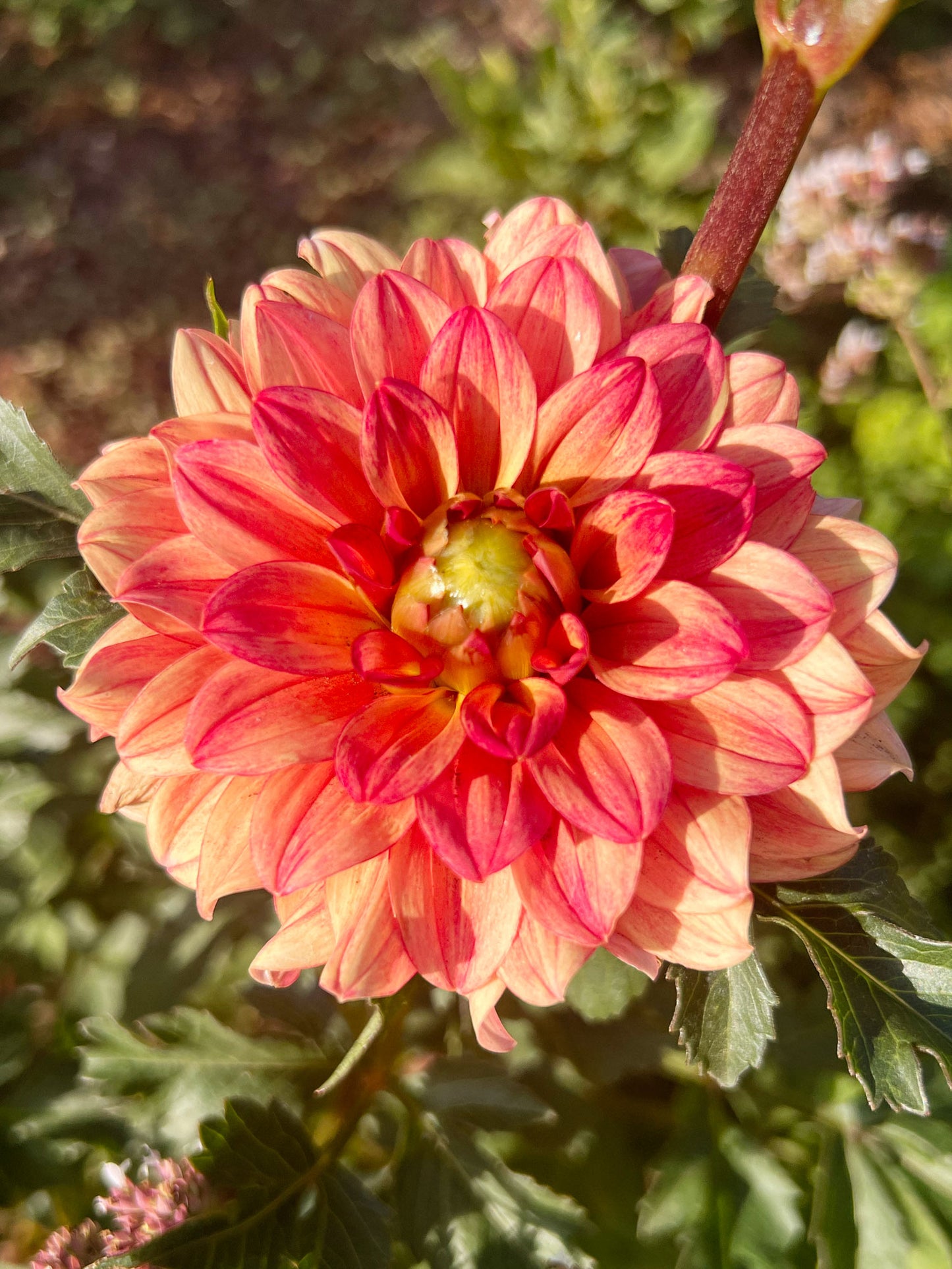Dahlia bloom