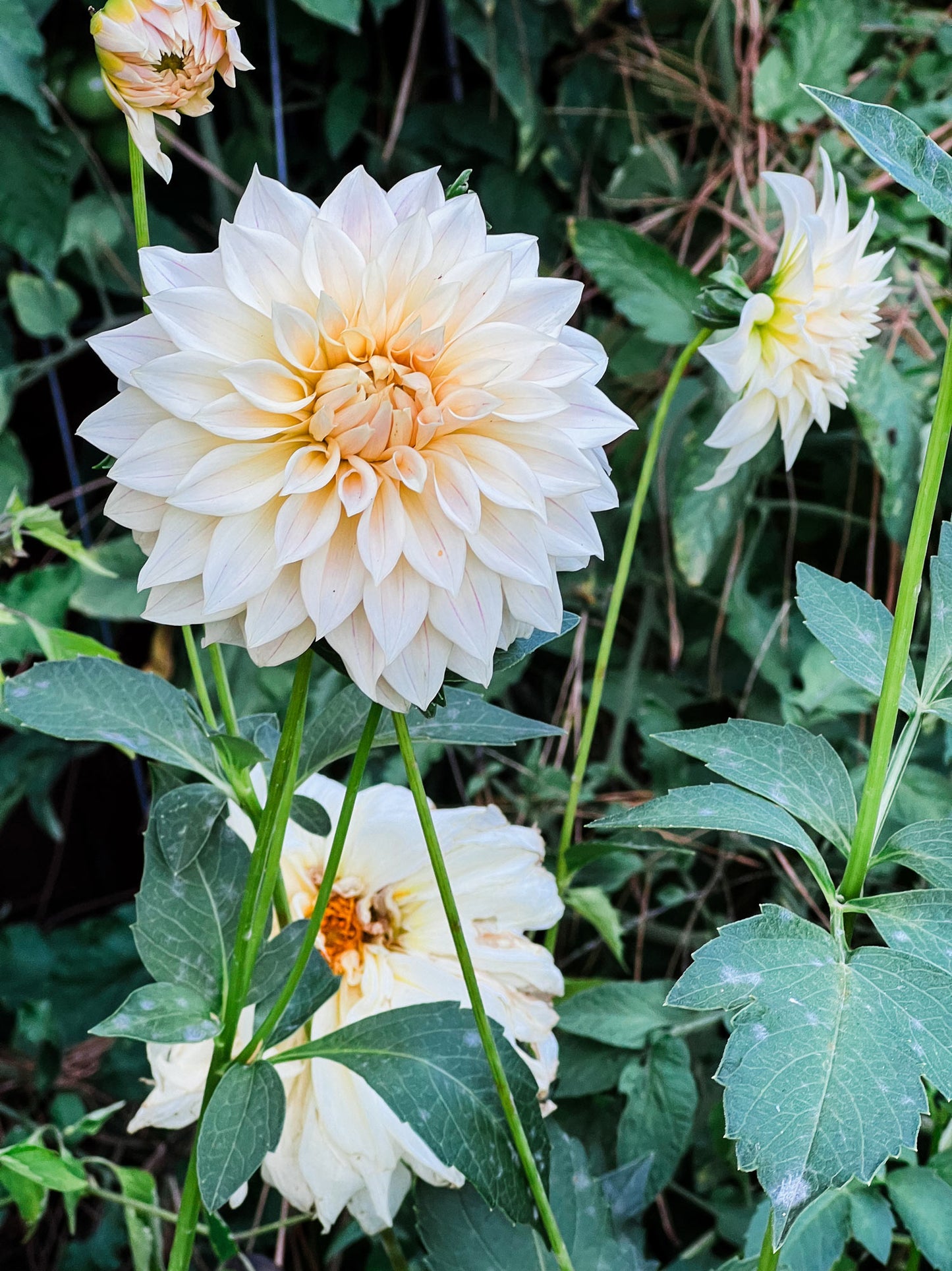 Dahlia bloom