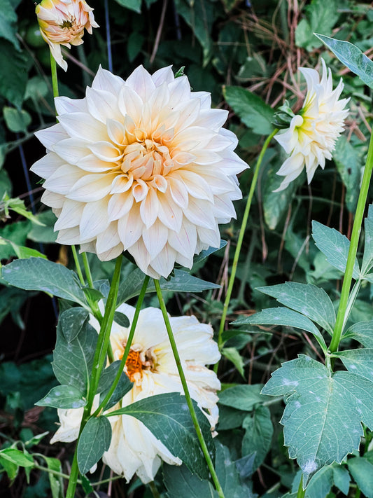 Dahlia bloom