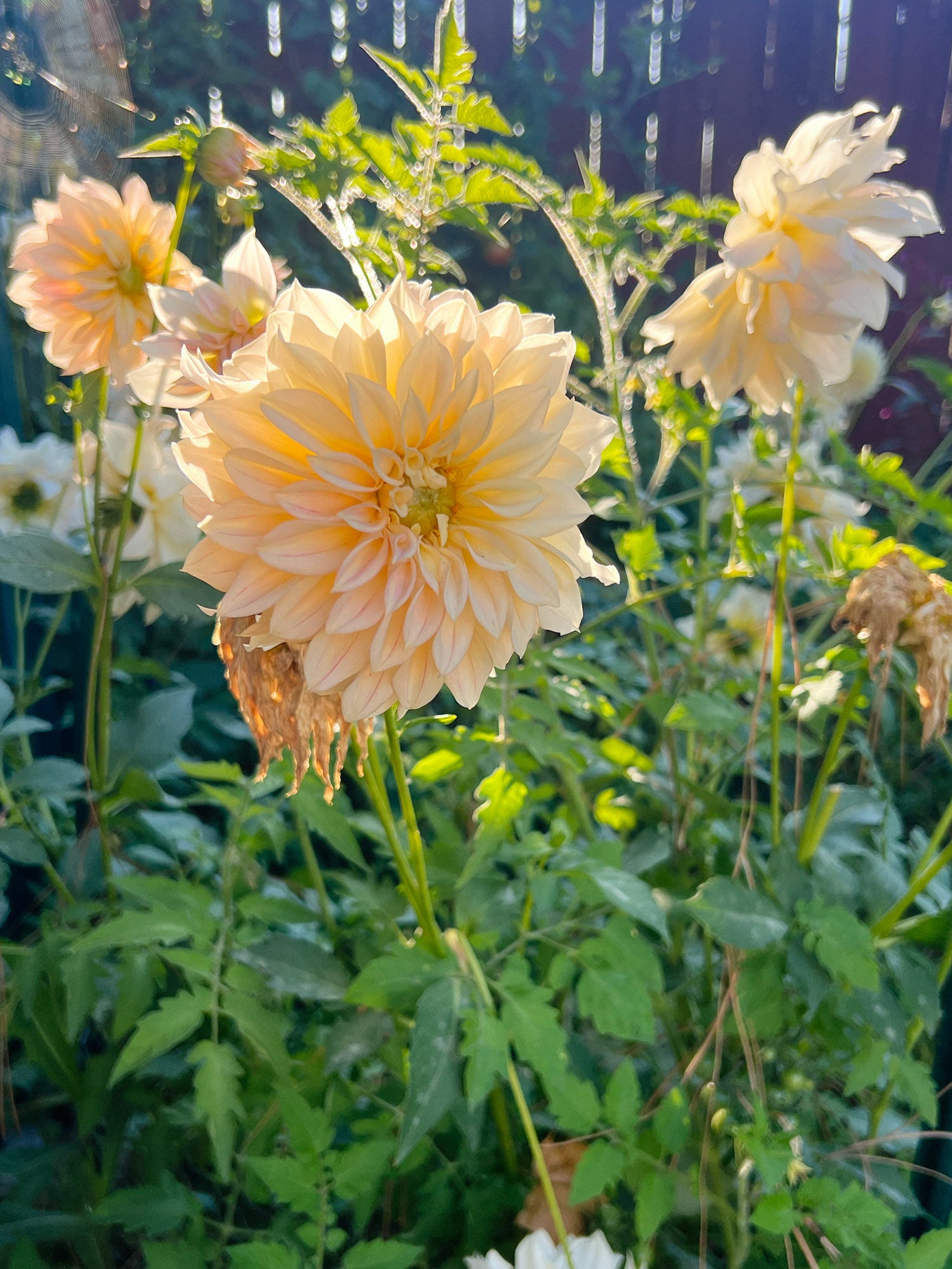 Dahlia bloom