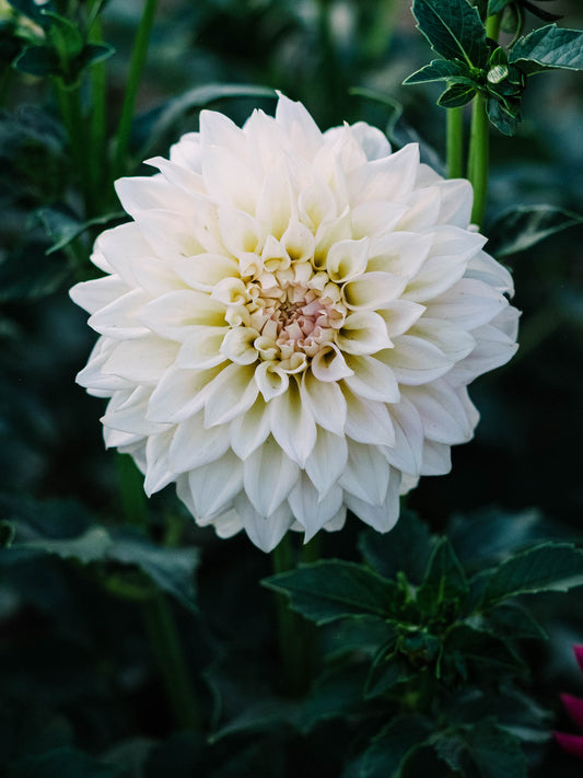Dahlia bloom