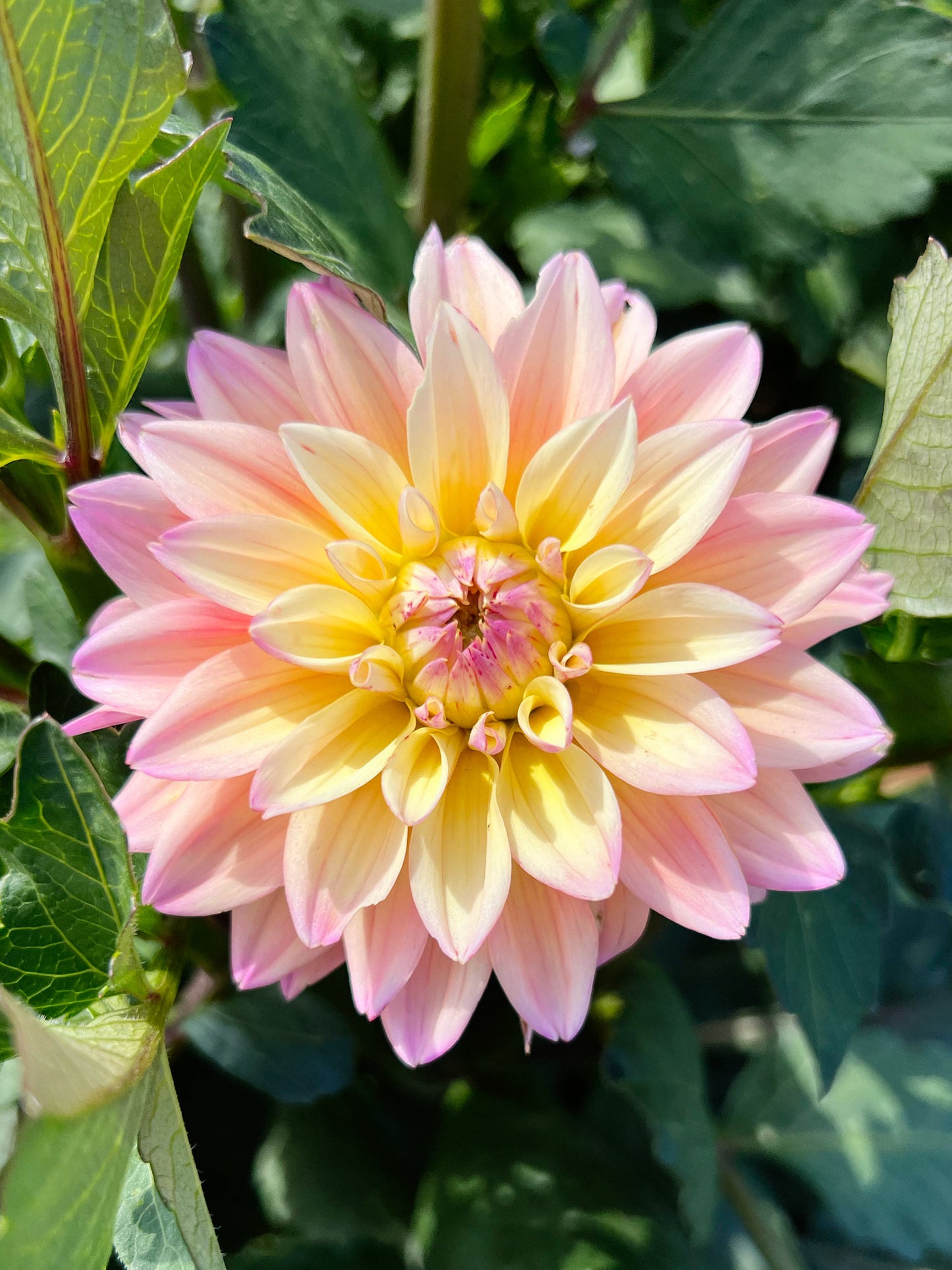 Dahlia bloom