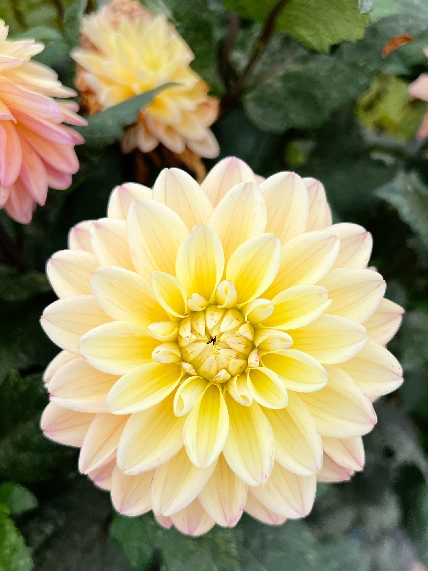 Dahlia bloom