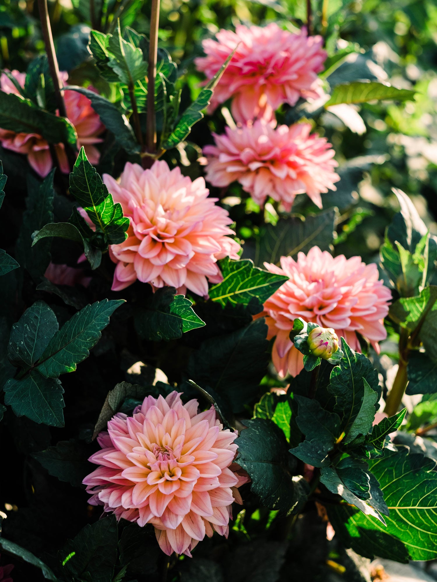 Dahlia bloom