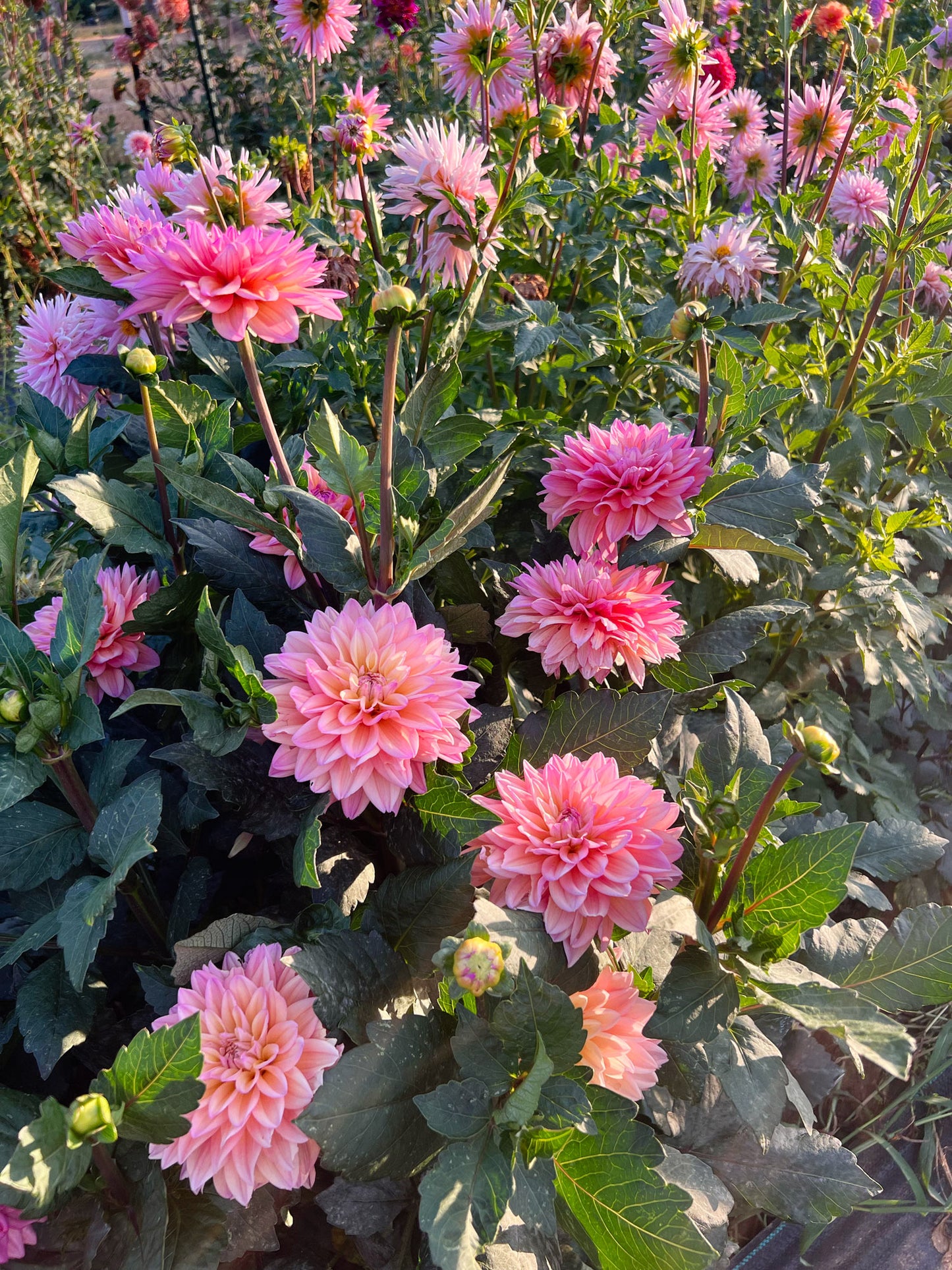 Dahlia bloom